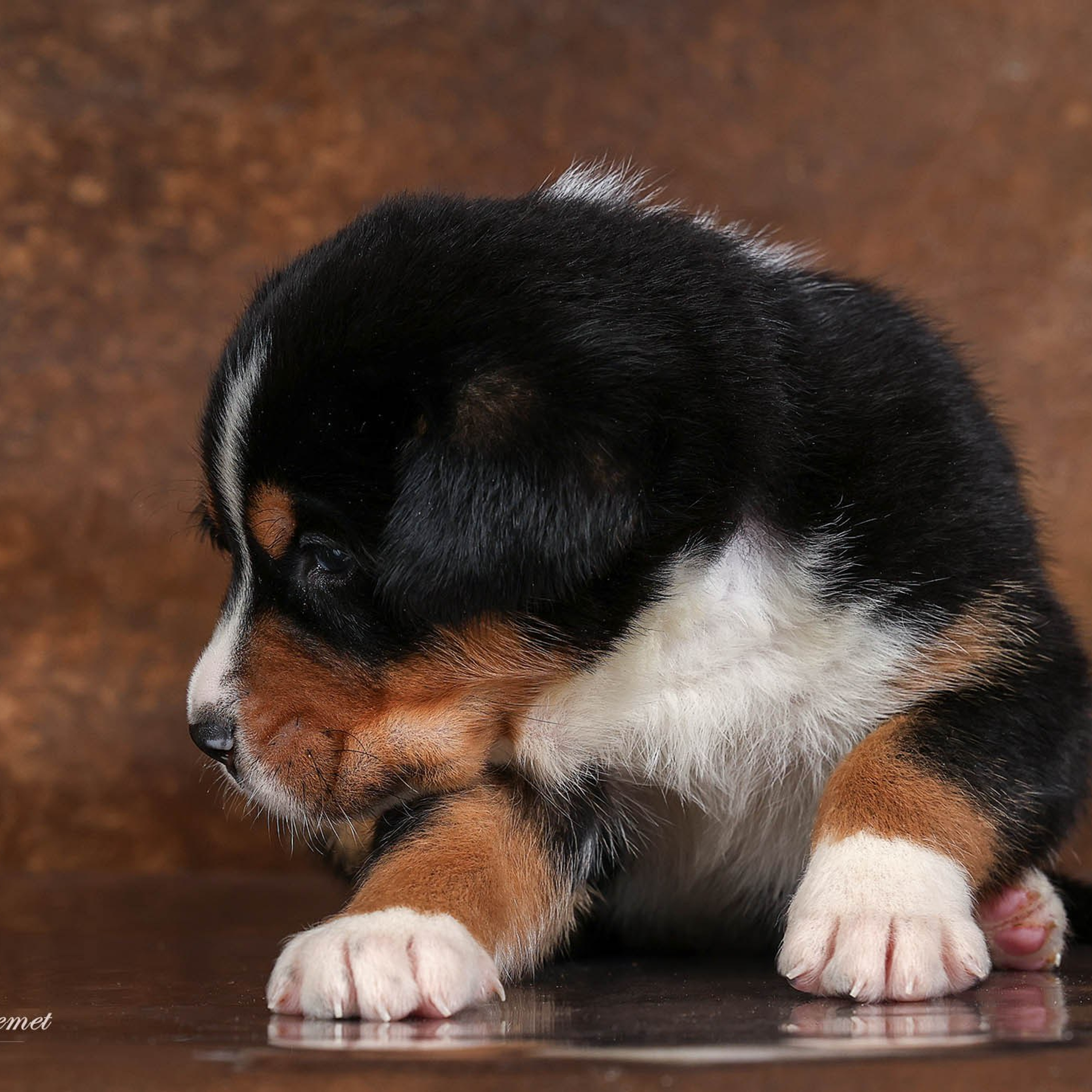 Щенки зенненхунда. Питомник Больших Швейцарских Зенненхундов в Калужской области
