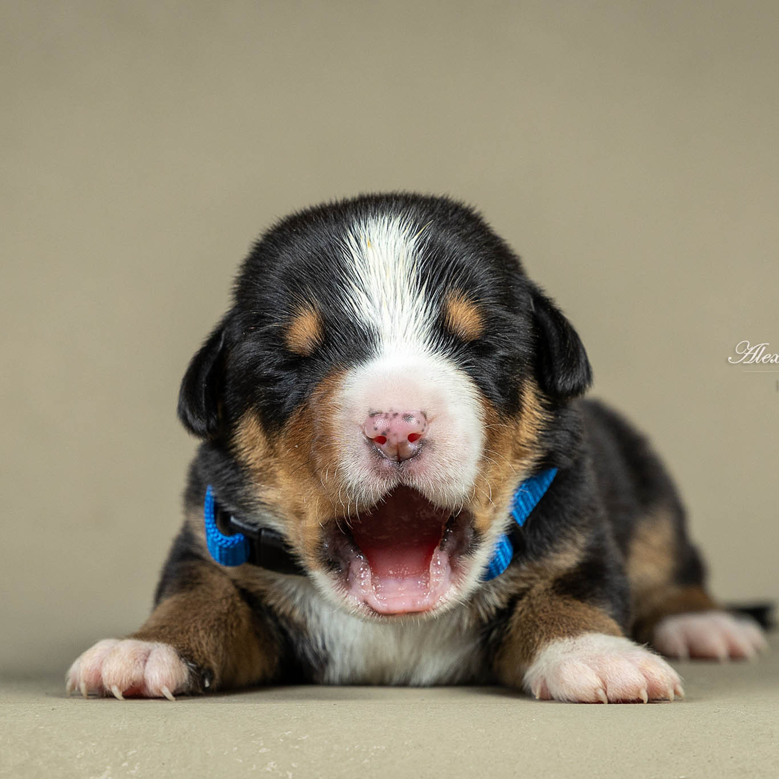 Щенки зенненхунда. Питомник Больших Швейцарских Зенненхундов в Калужской области