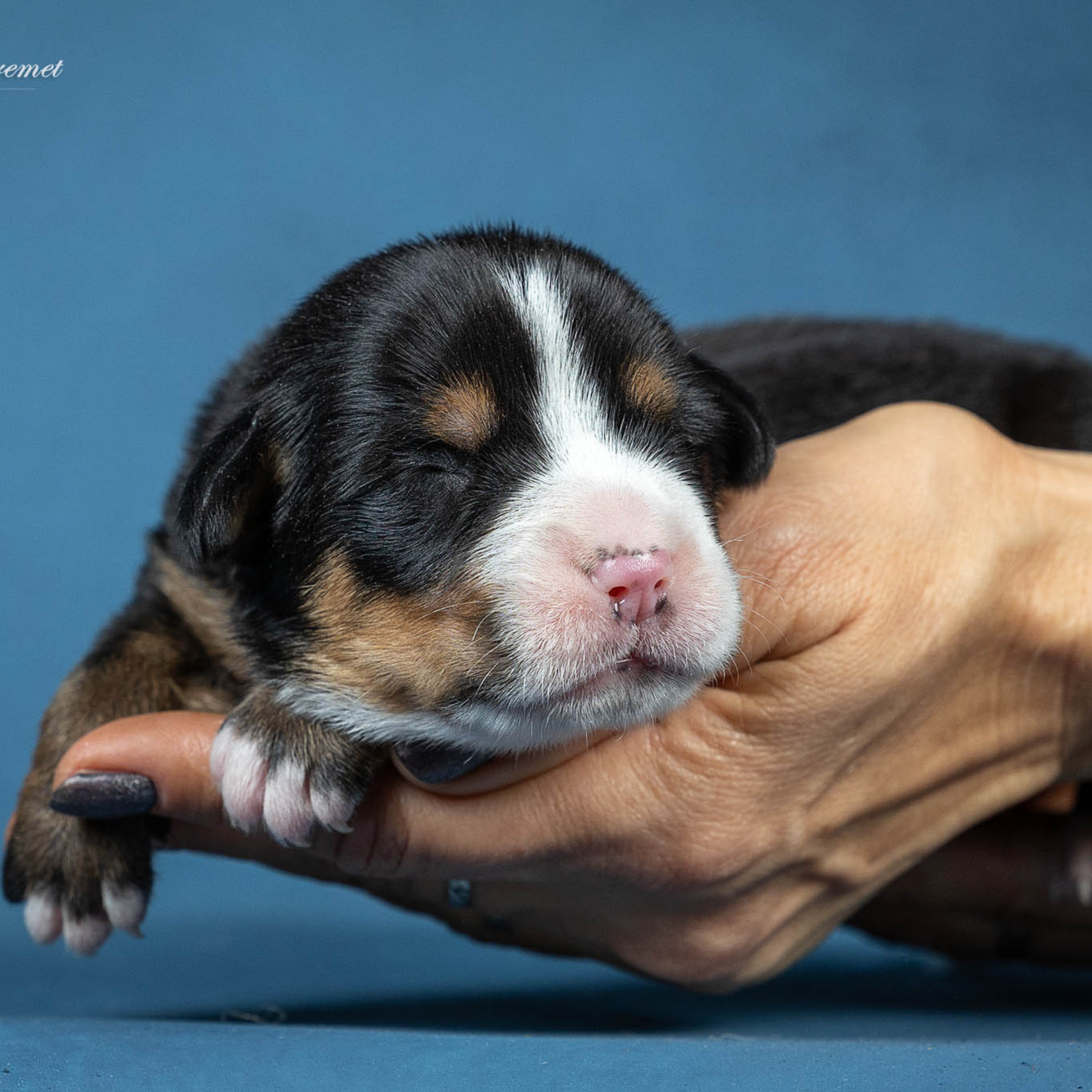 Щенки зенненхунда. Питомник Больших Швейцарских Зенненхундов в Калужской области