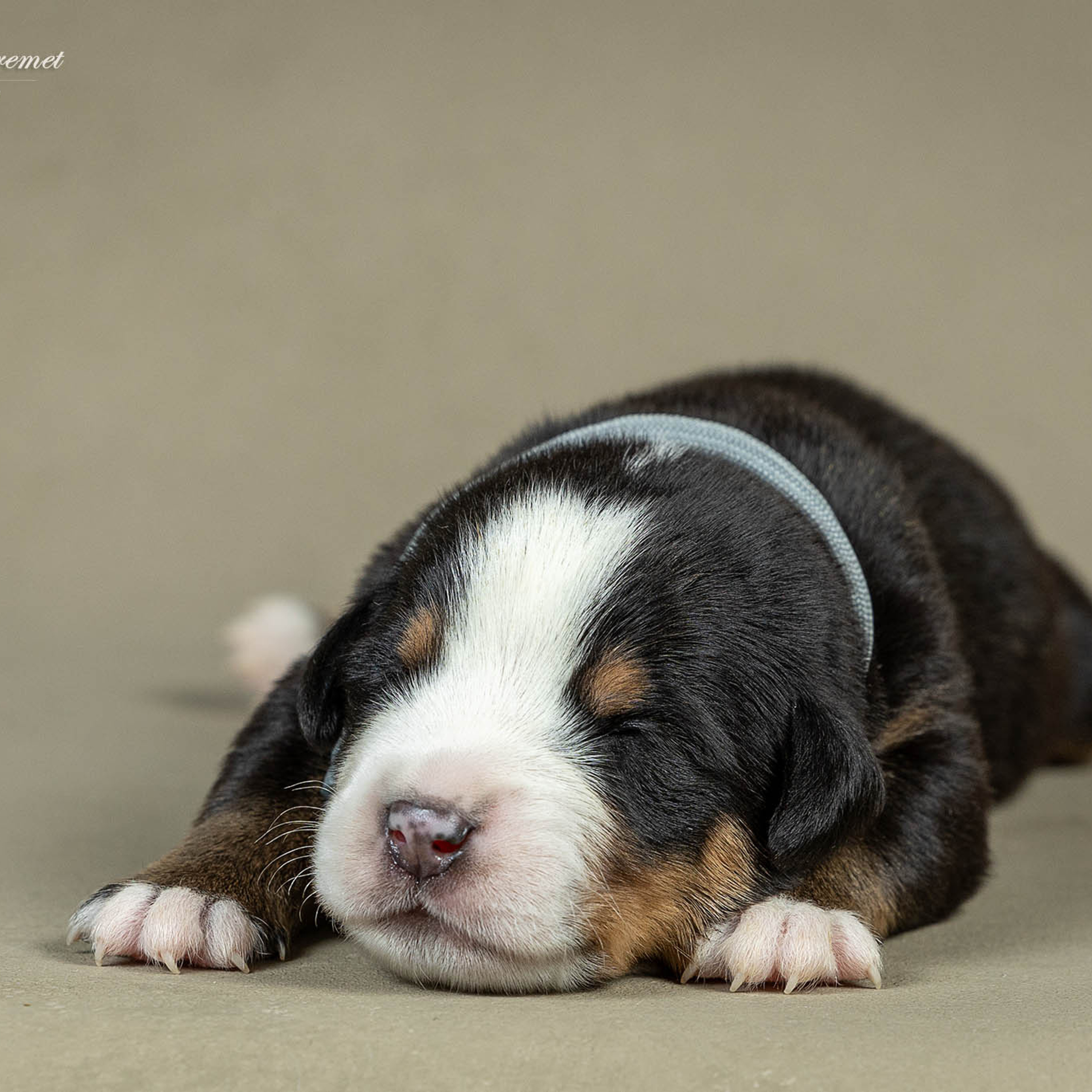 Щенки зенненхунда. Питомник Больших Швейцарских Зенненхундов в Калужской области