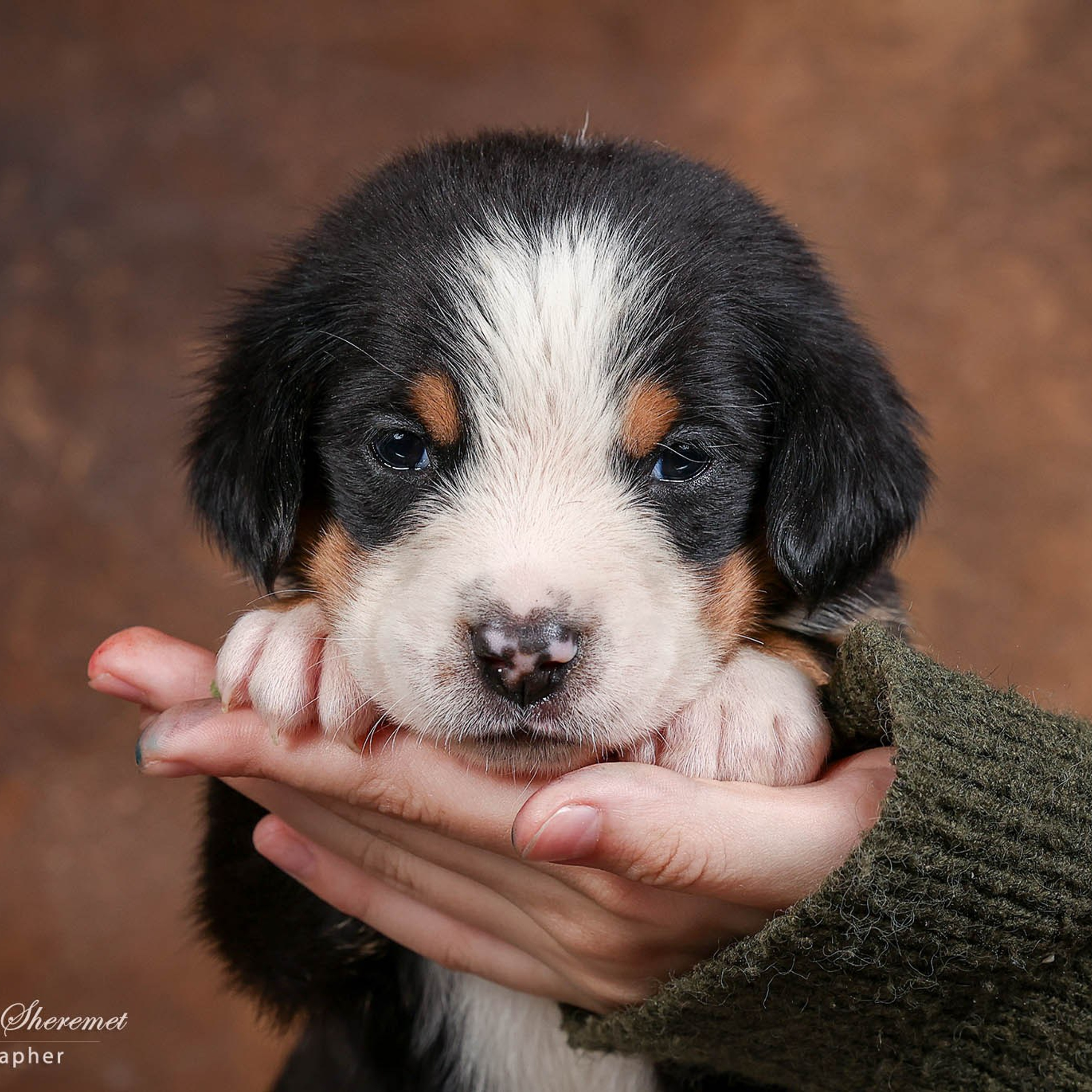 Щенки зенненхунда. Питомник Больших Швейцарских Зенненхундов в Калужской области