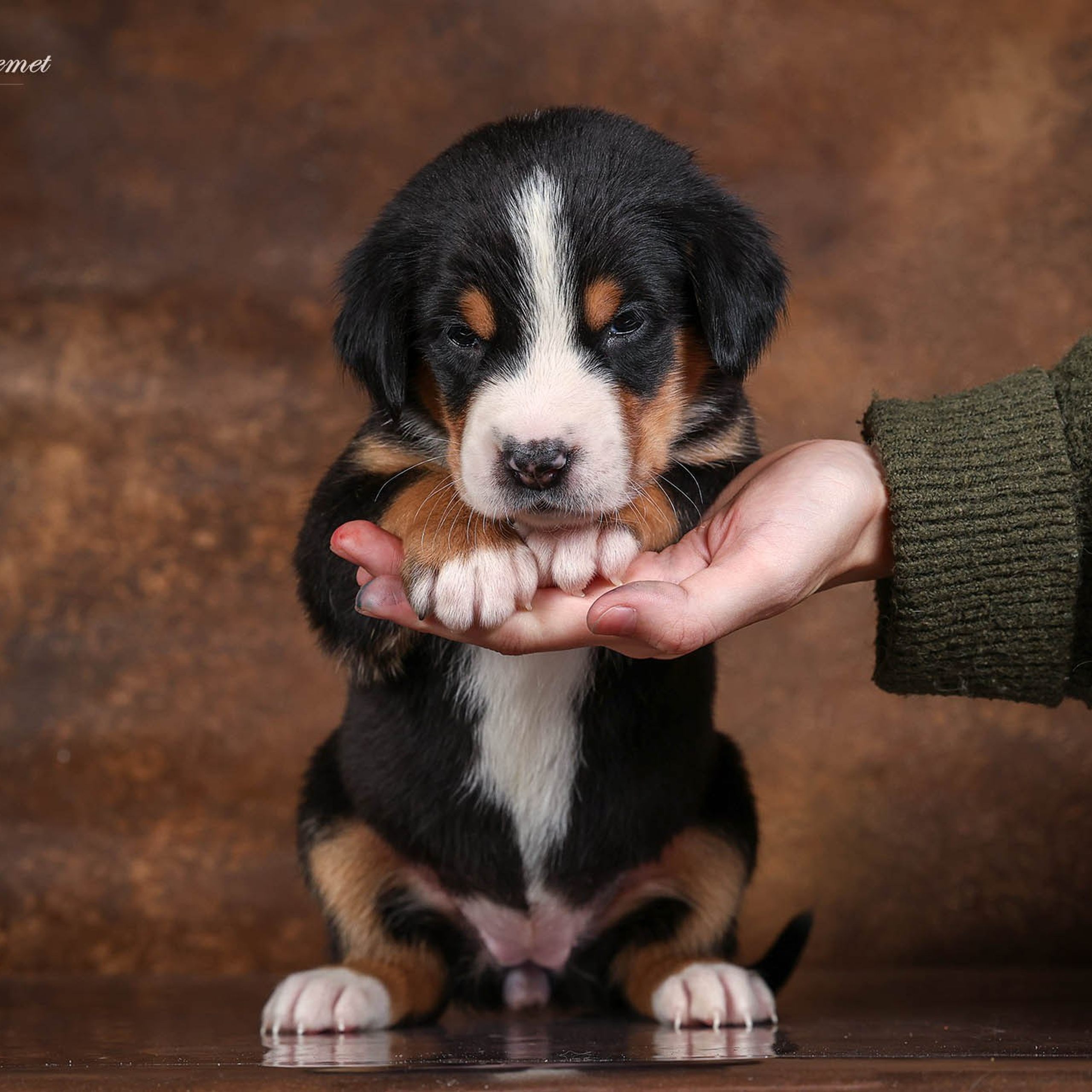 Щенки зенненхунда. Питомник Больших Швейцарских Зенненхундов в Калужской области