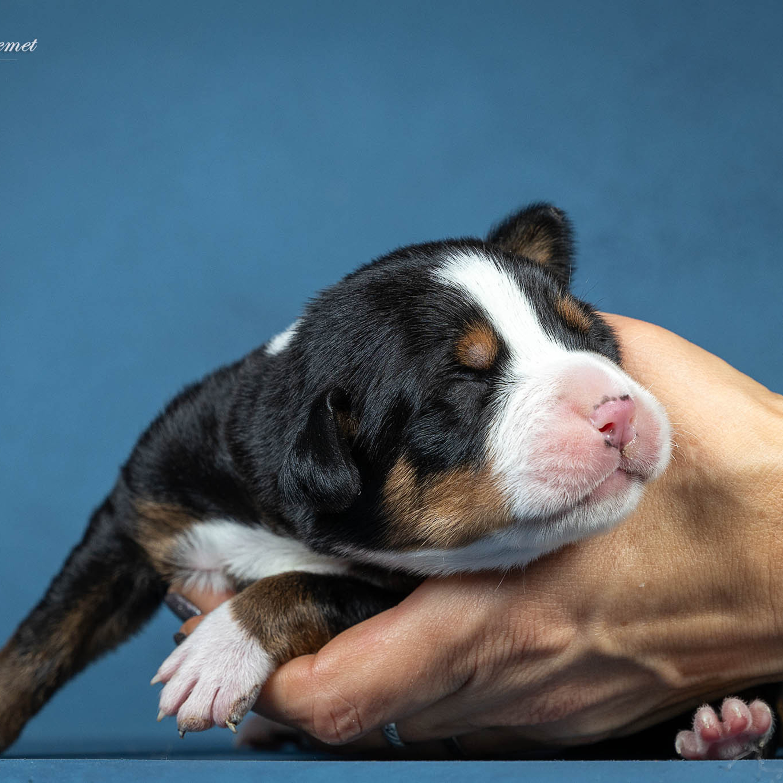 Щенки зенненхунда. Питомник Больших Швейцарских Зенненхундов в Калужской области