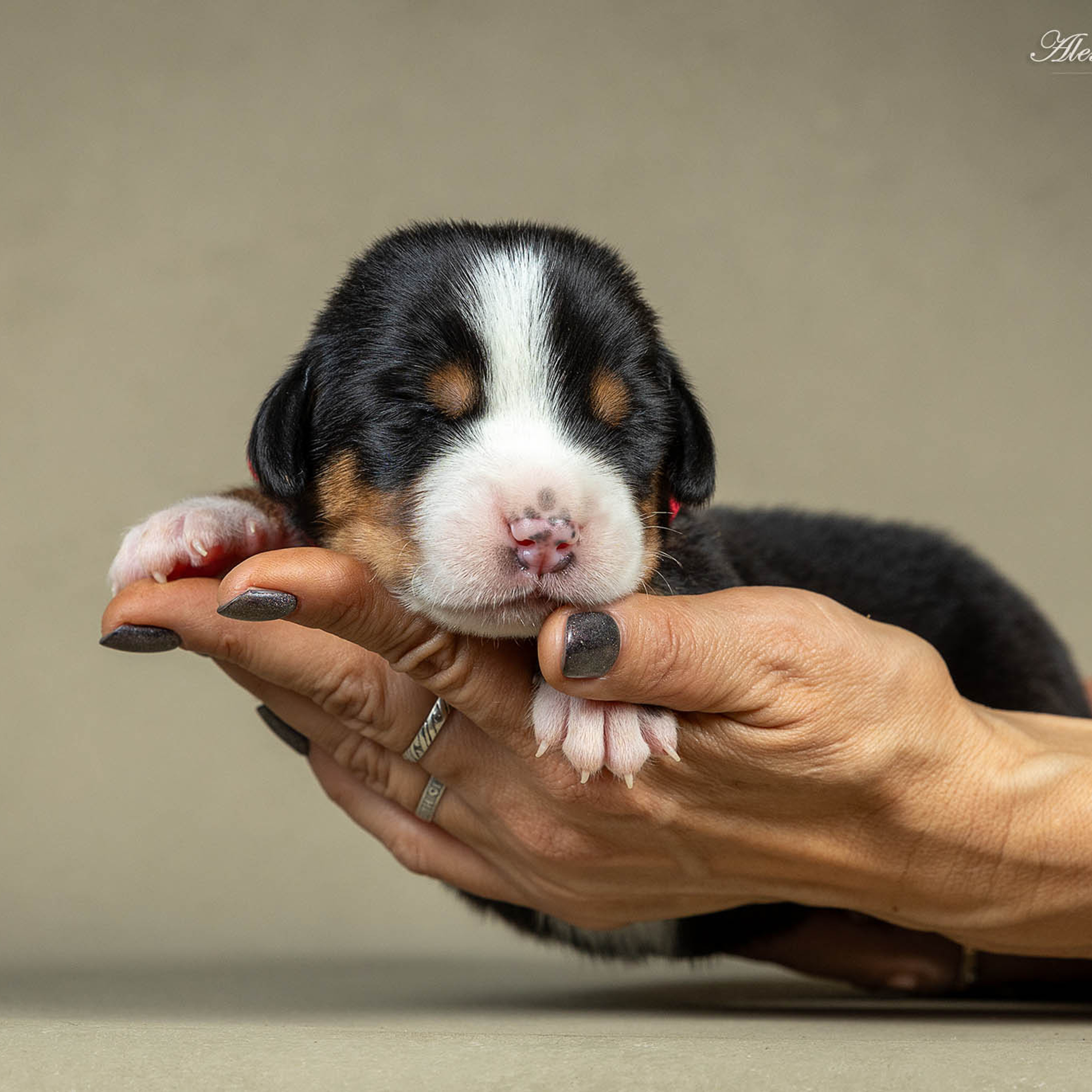 Щенки зенненхунда. Питомник Больших Швейцарских Зенненхундов в Калужской области