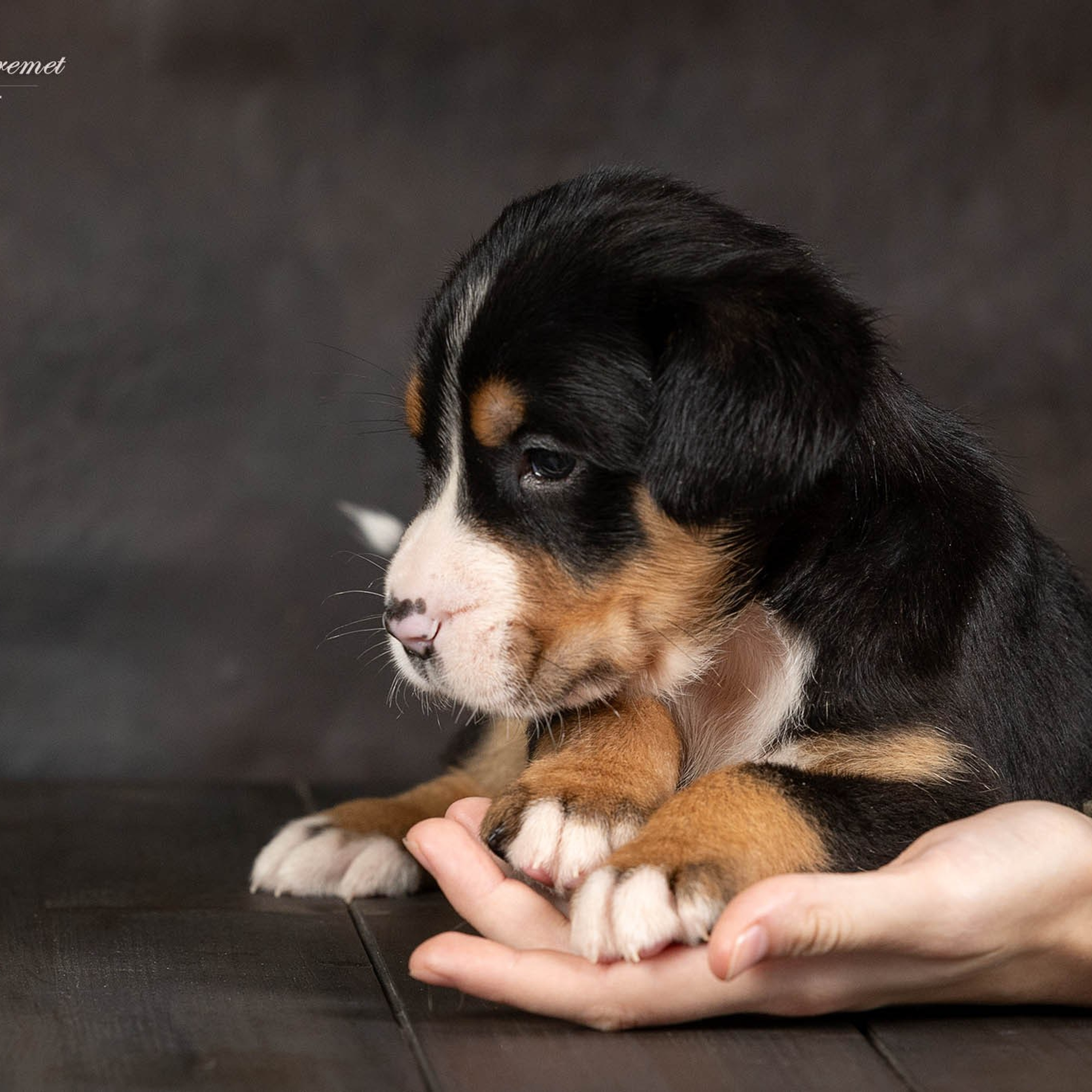 Щенки зенненхунда. Питомник Больших Швейцарских Зенненхундов в Калужской области