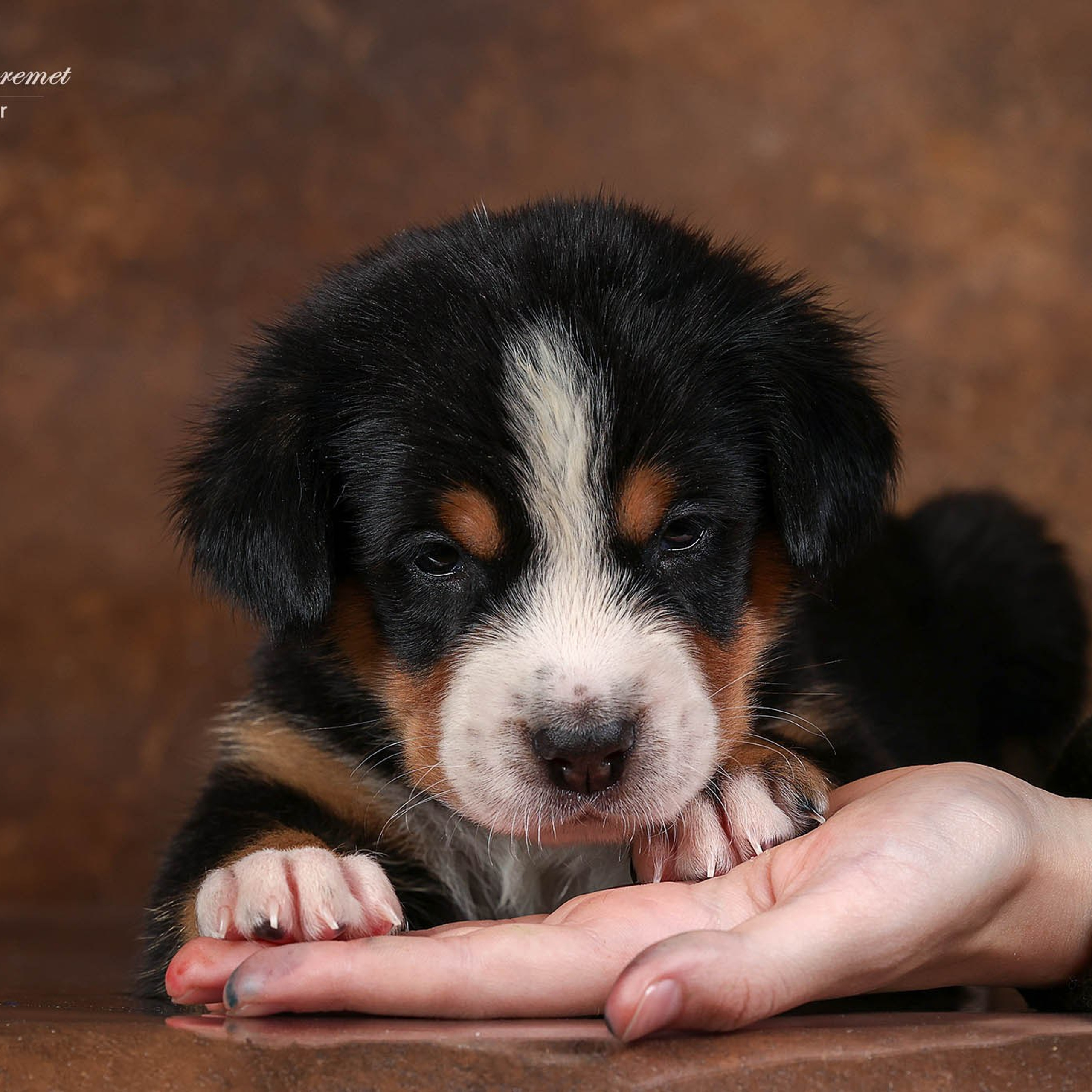 Щенки зенненхунда. Питомник Больших Швейцарских Зенненхундов в Калужской области