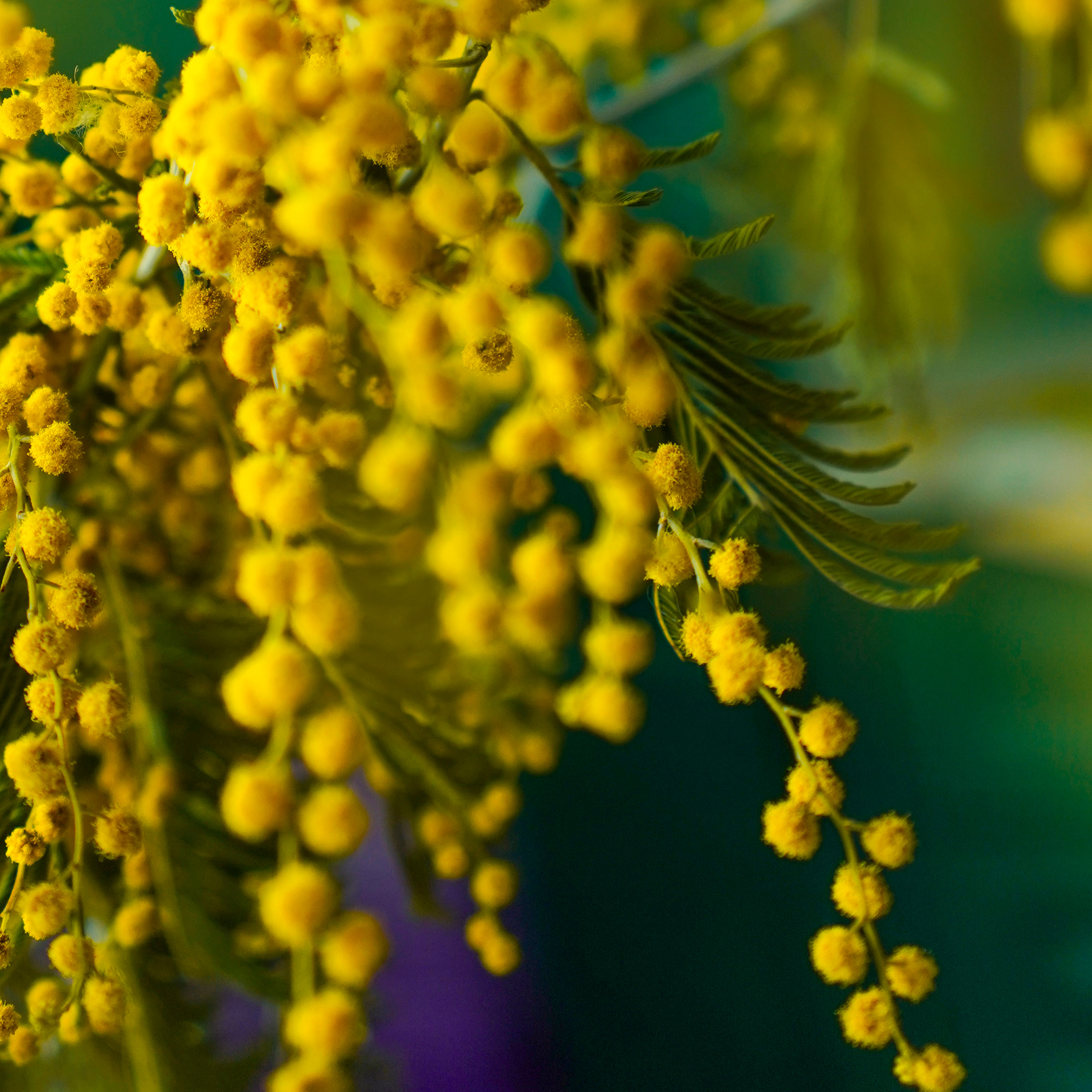 В&nbsp;фотостудии, дома