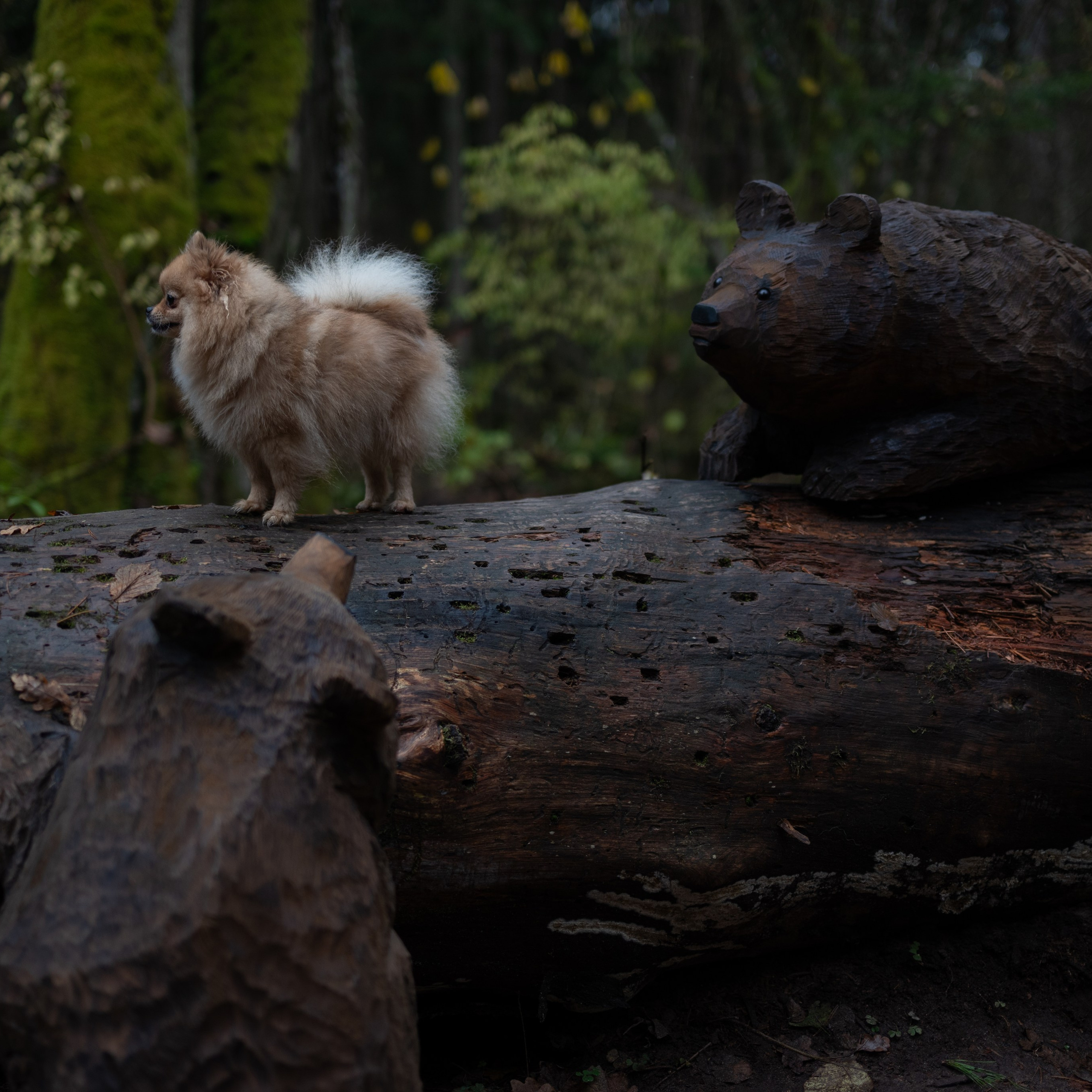 Мишель -Эко тропа — Борисов — Ноябрь 2025. Фотограф — анималист RISHELL PHOTO