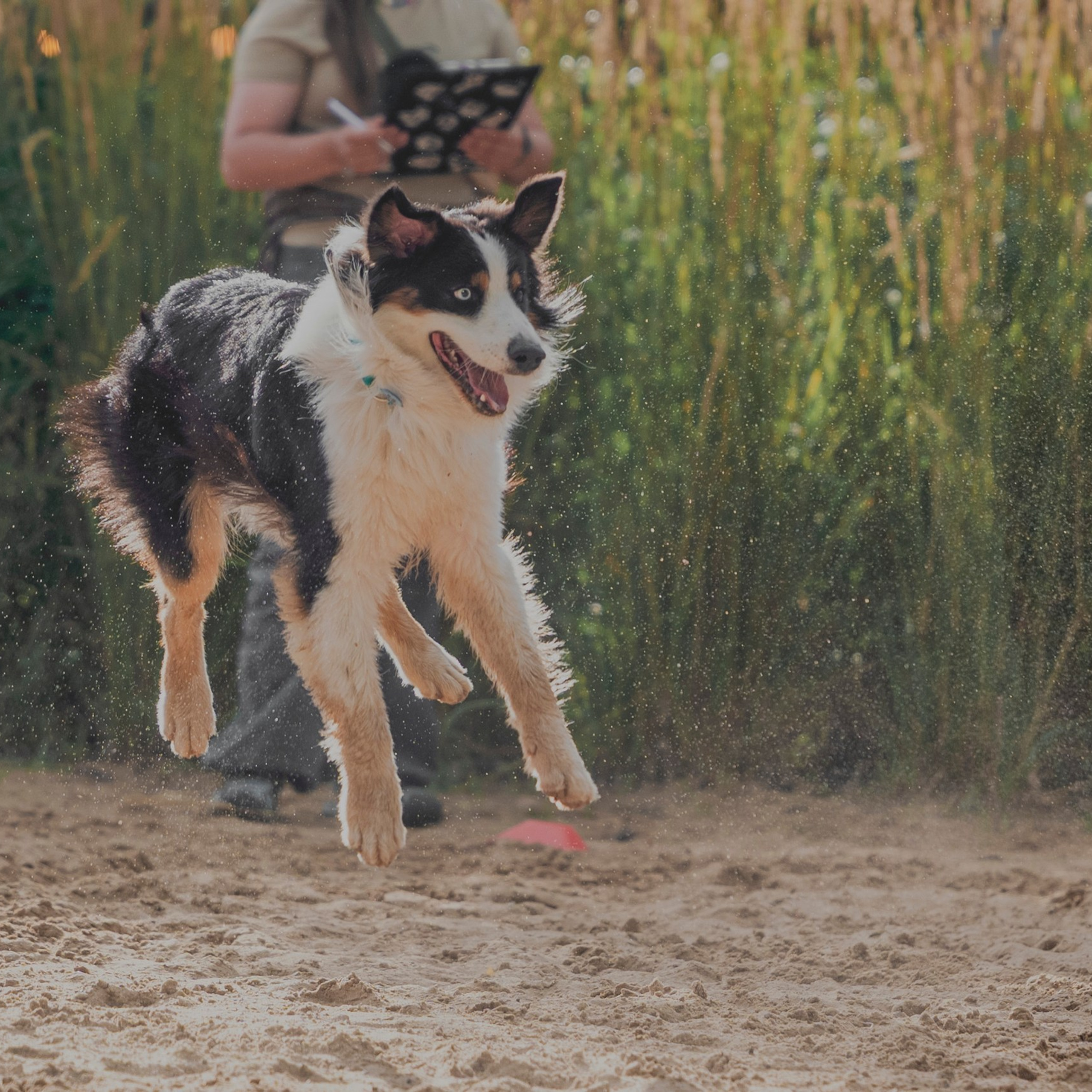 Pets Fest 08.08.2026. Фотосессия собак Минск, Борисов | Фотограф-анималист Арина RISHELL PHOTO