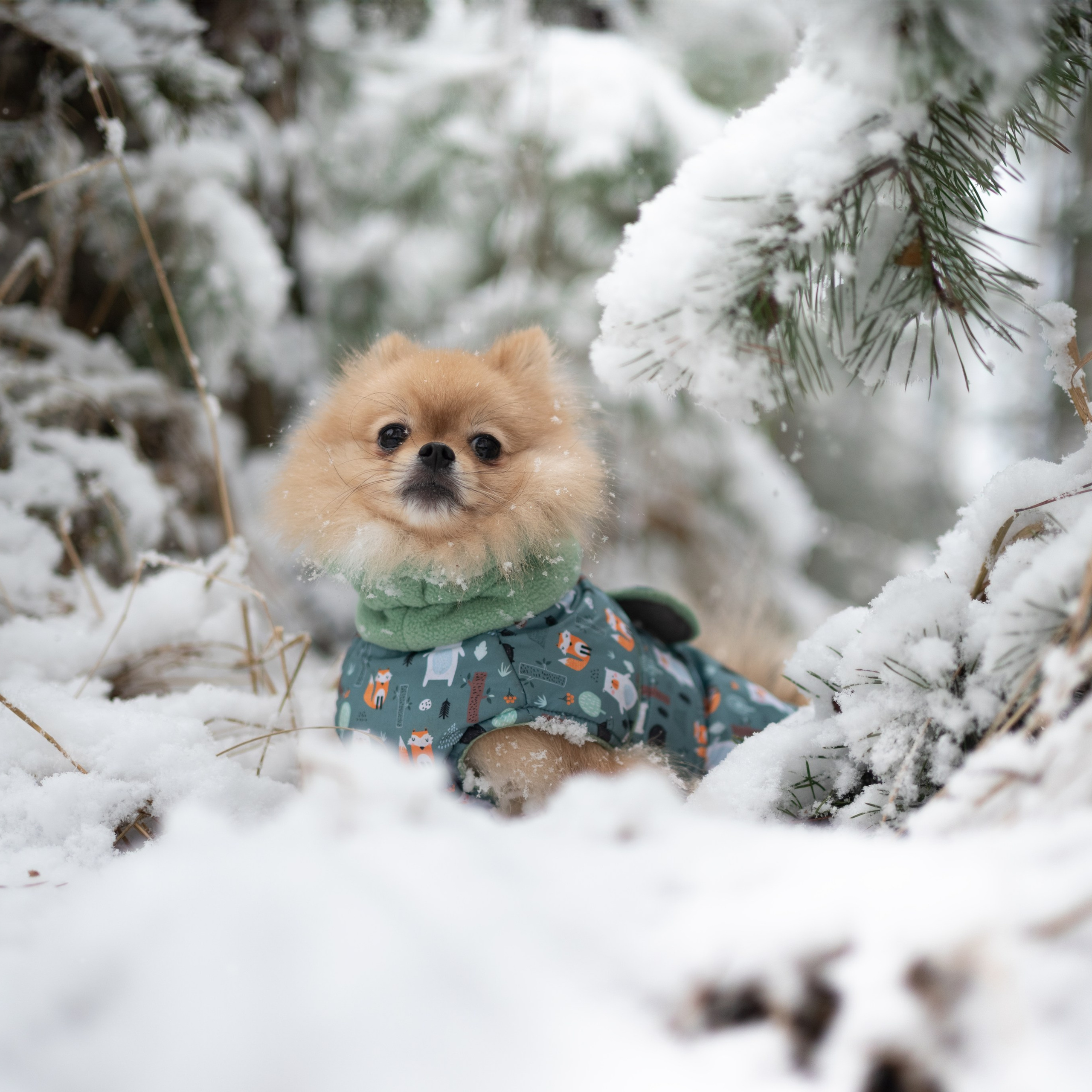 Мишель и Чарли — Декабрь 2025. Фотограф — анималист RISHELL PHOTO