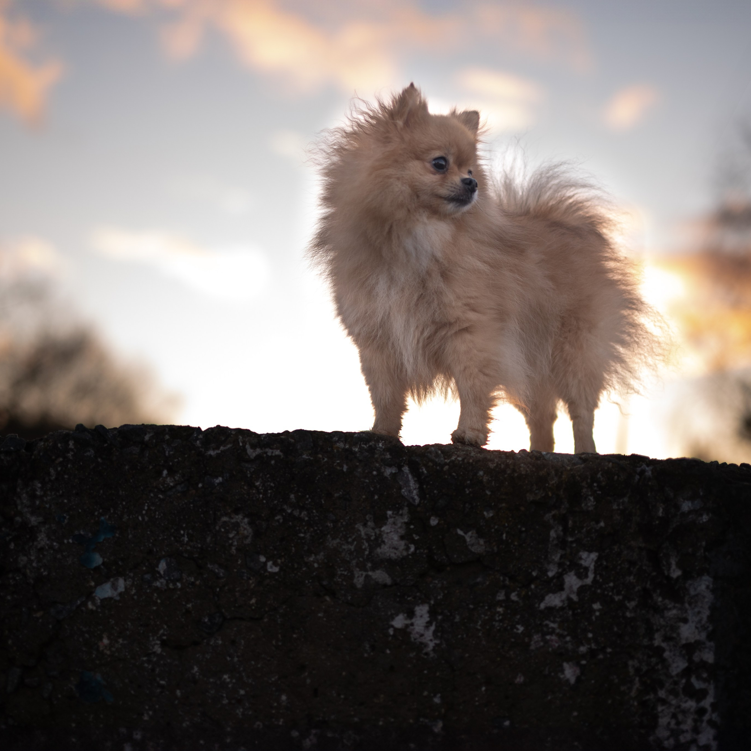 Найдите свой идеальный кадр с Мишель, который станет украшением вашего дня и подарит улыбку.