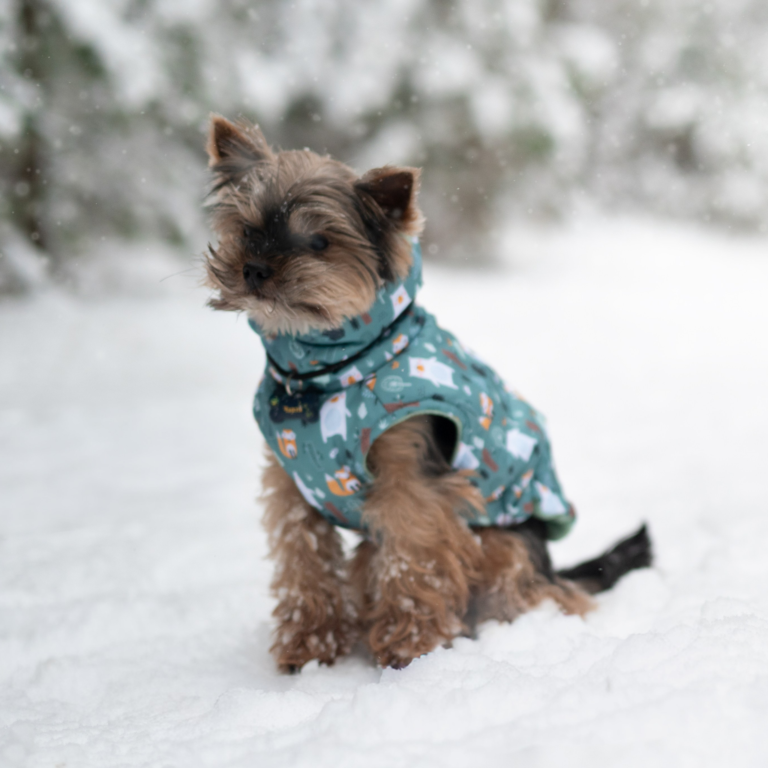 Мишель и Чарли — Декабрь 2025. Фотограф — анималист RISHELL PHOTO