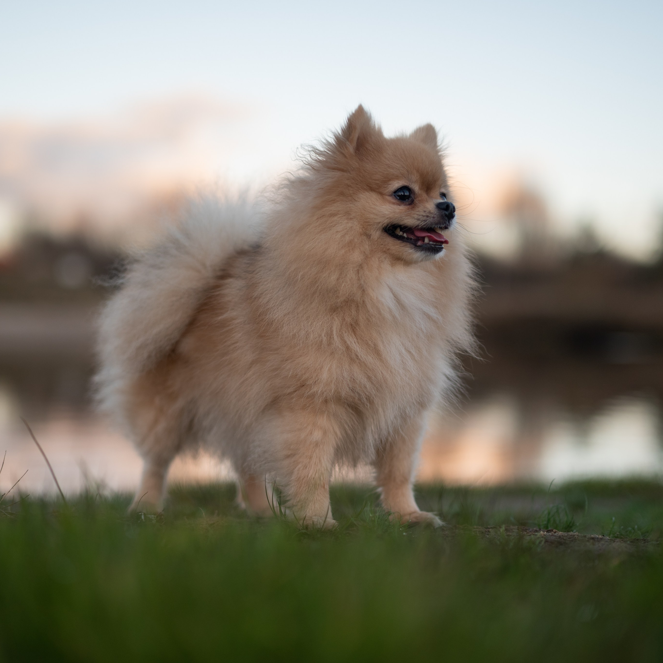 Посмотрите красоту Мишель, окруженную мягким светом заката, создающим ощущение очарования.