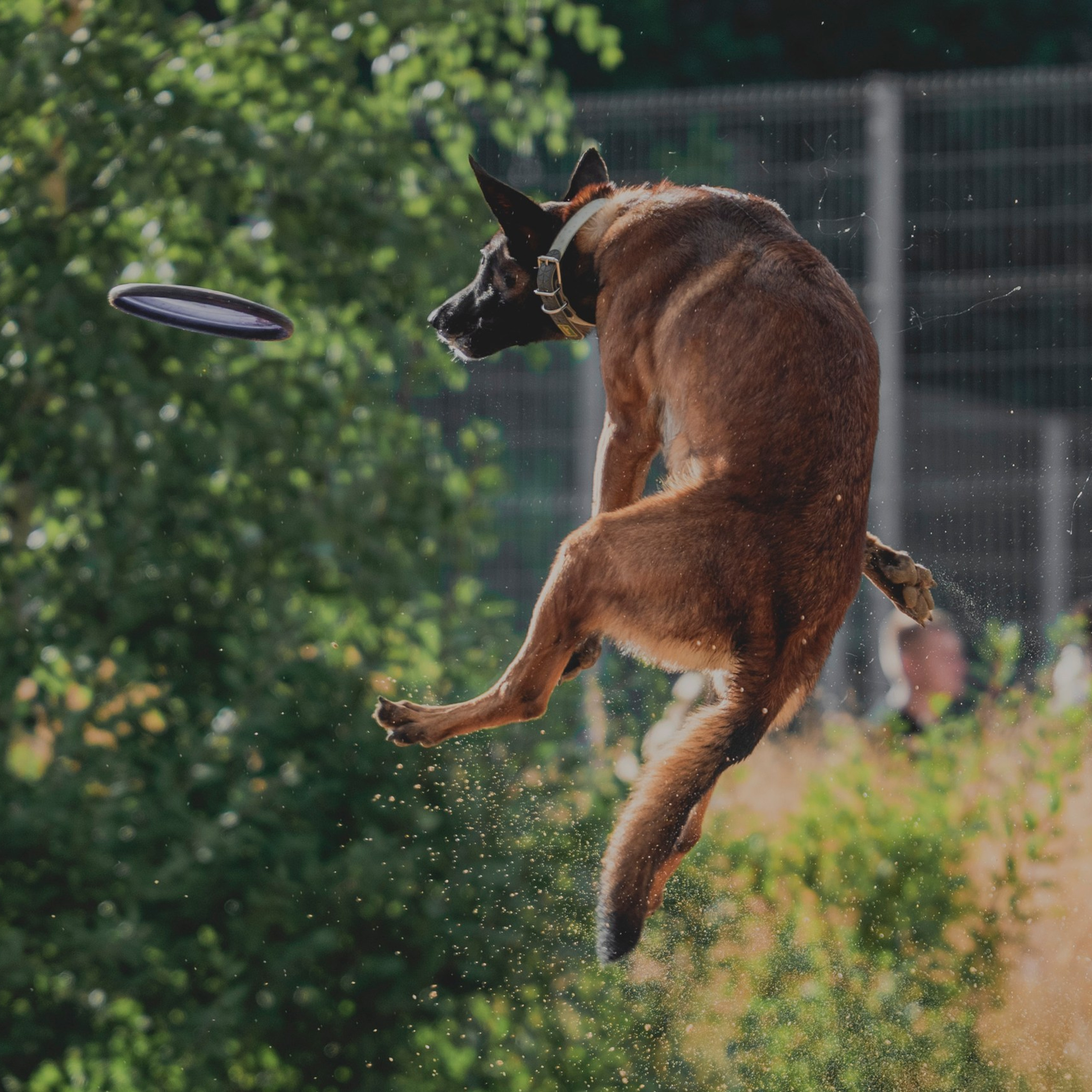 Pets Fest 08.08.2026. Фотосессия собак Минск, Борисов | Фотограф-анималист Арина RISHELL PHOTO