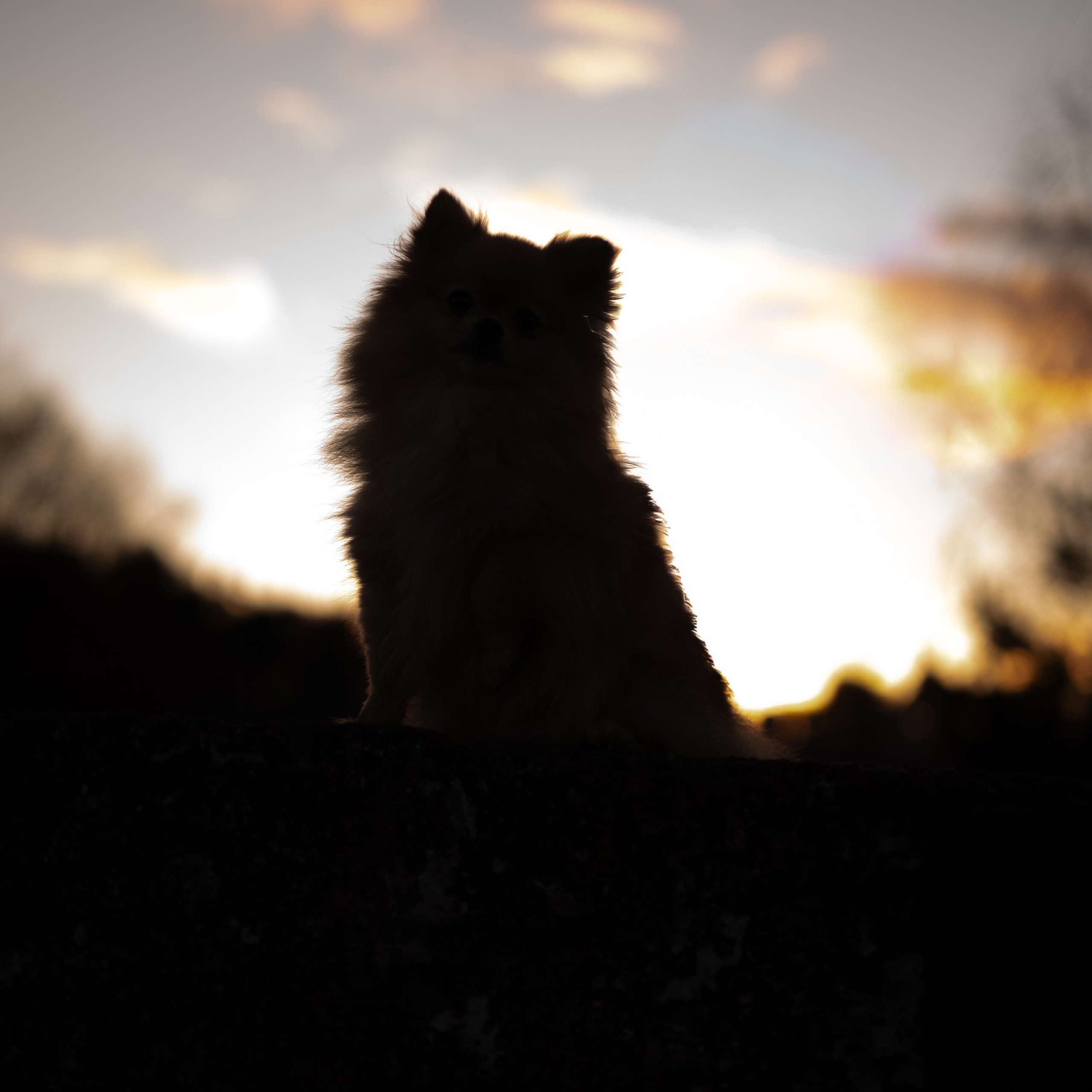 Цените бесценные моменты, запечатленные в рамках фотосессии Мишель