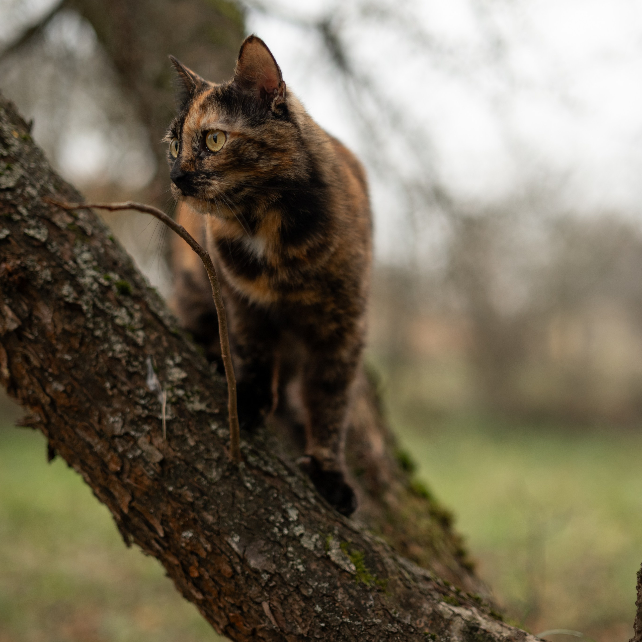 Стеша — Октябрь 2025. Фотограф — анималист RISHELL PHOTO