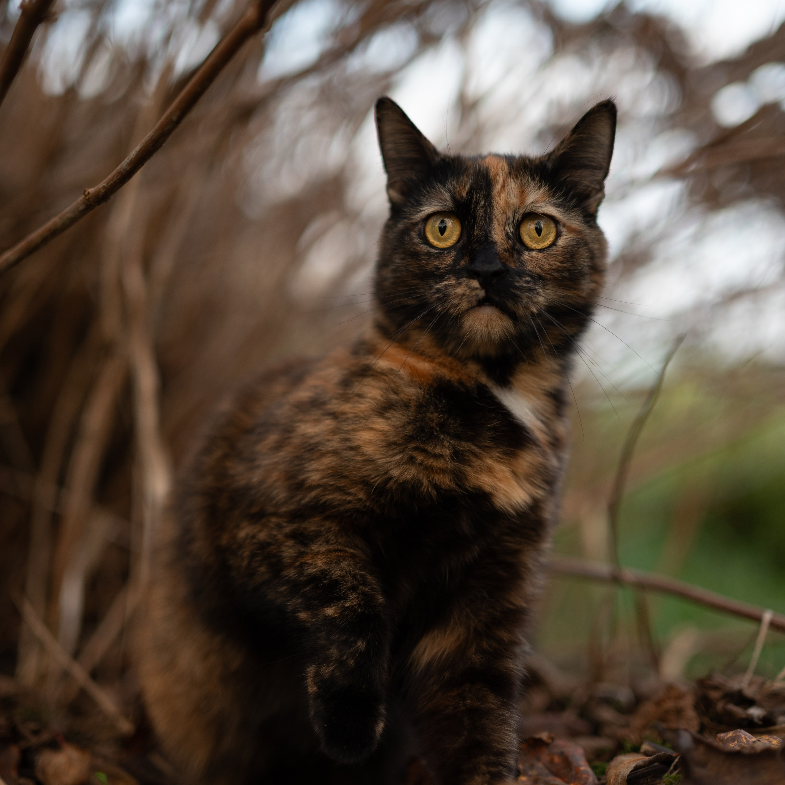 Стеша — Октябрь 2025. Фотограф — анималист RISHELL PHOTO