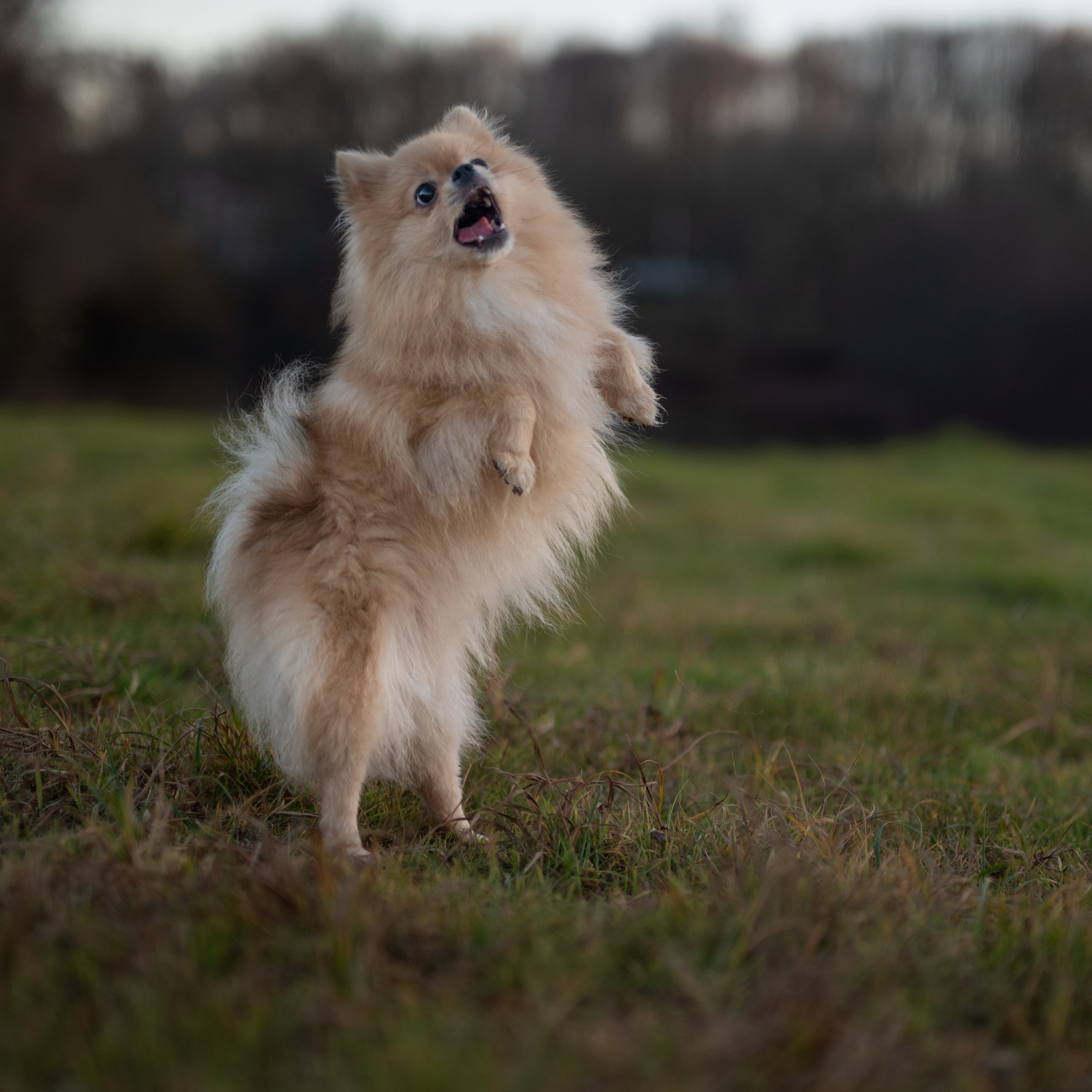 Загляните в искрящиеся глаза Мишель, полные озорства и любви, через серию снимков, передающих ее безграничную энергию.