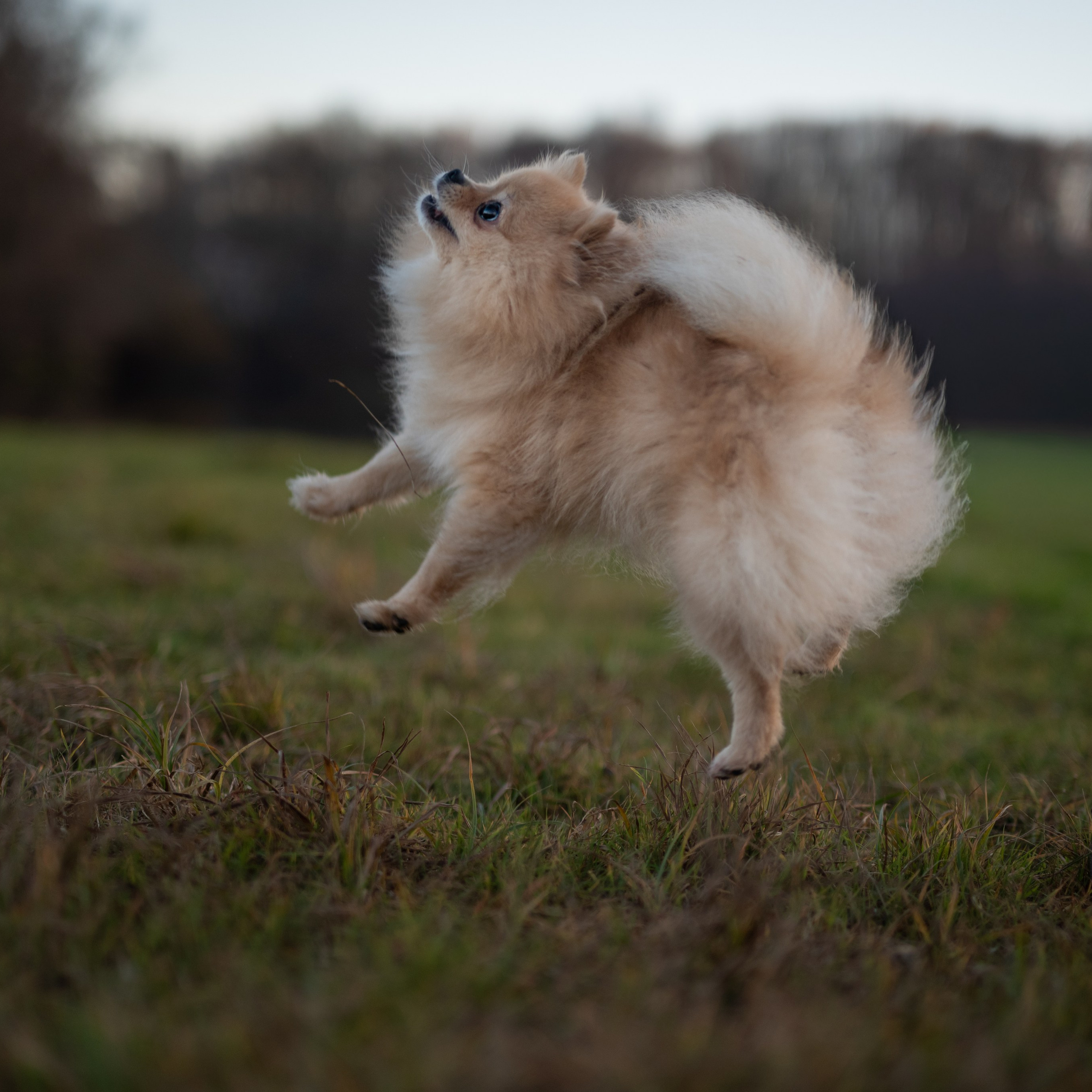 Насладитесь бархатистой текстурой шерсти Мишель, мастерски переданной на каждом фото, которое хочется потрогать.