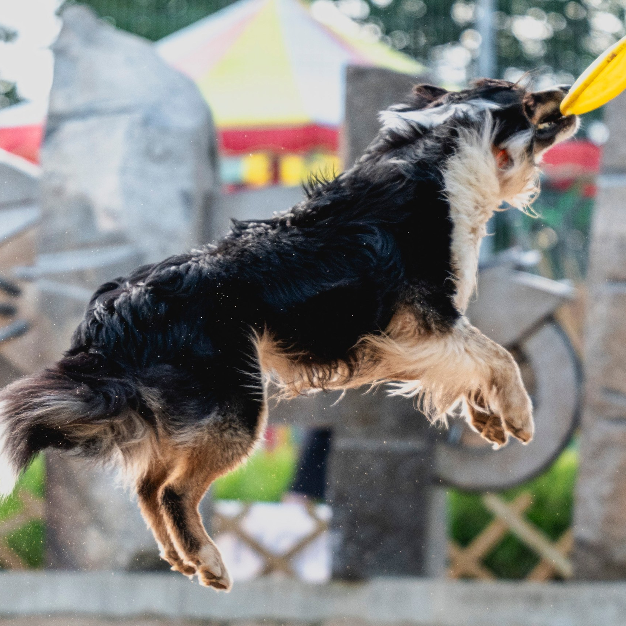 Pets Fest 08.08.2026. Фотосессия собак Минск, Борисов | Фотограф-анималист Арина RISHELL PHOTO