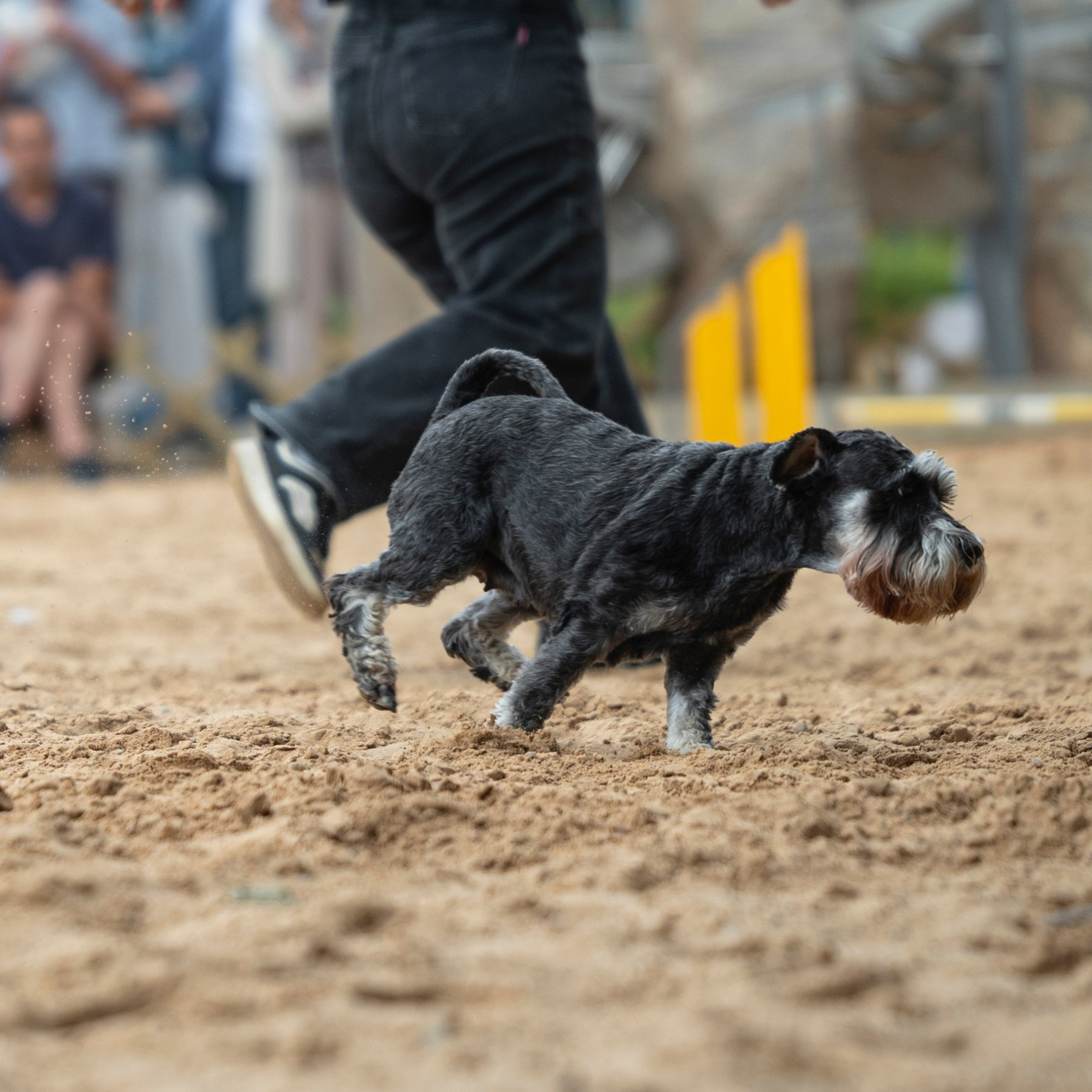 Pets Fest 08.08.2026. Фотосессия собак Минск, Борисов | Фотограф-анималист Арина RISHELL PHOTO