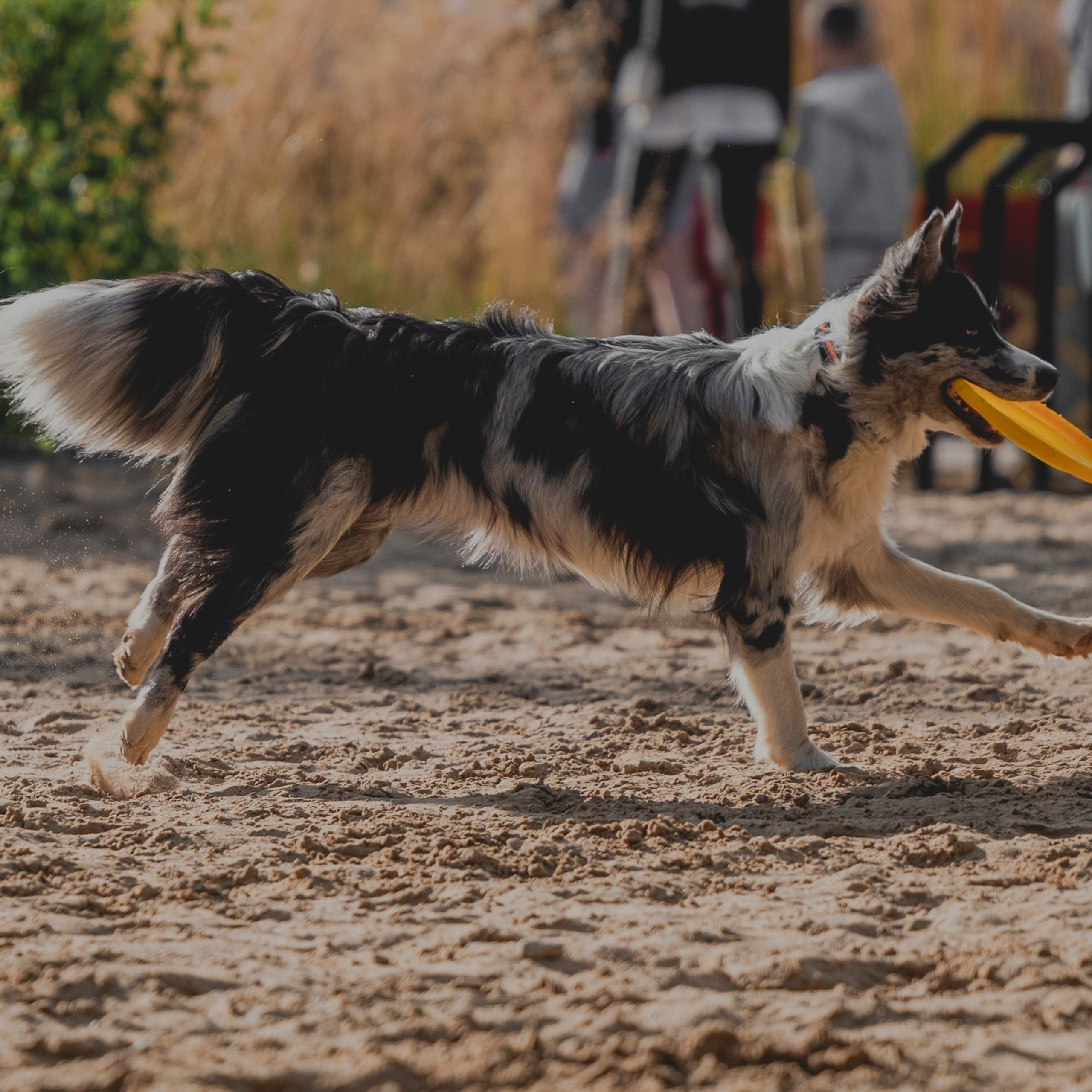 Pets Fest 08.08.2026. Фотосессия собак Минск, Борисов | Фотограф-анималист Арина RISHELL PHOTO