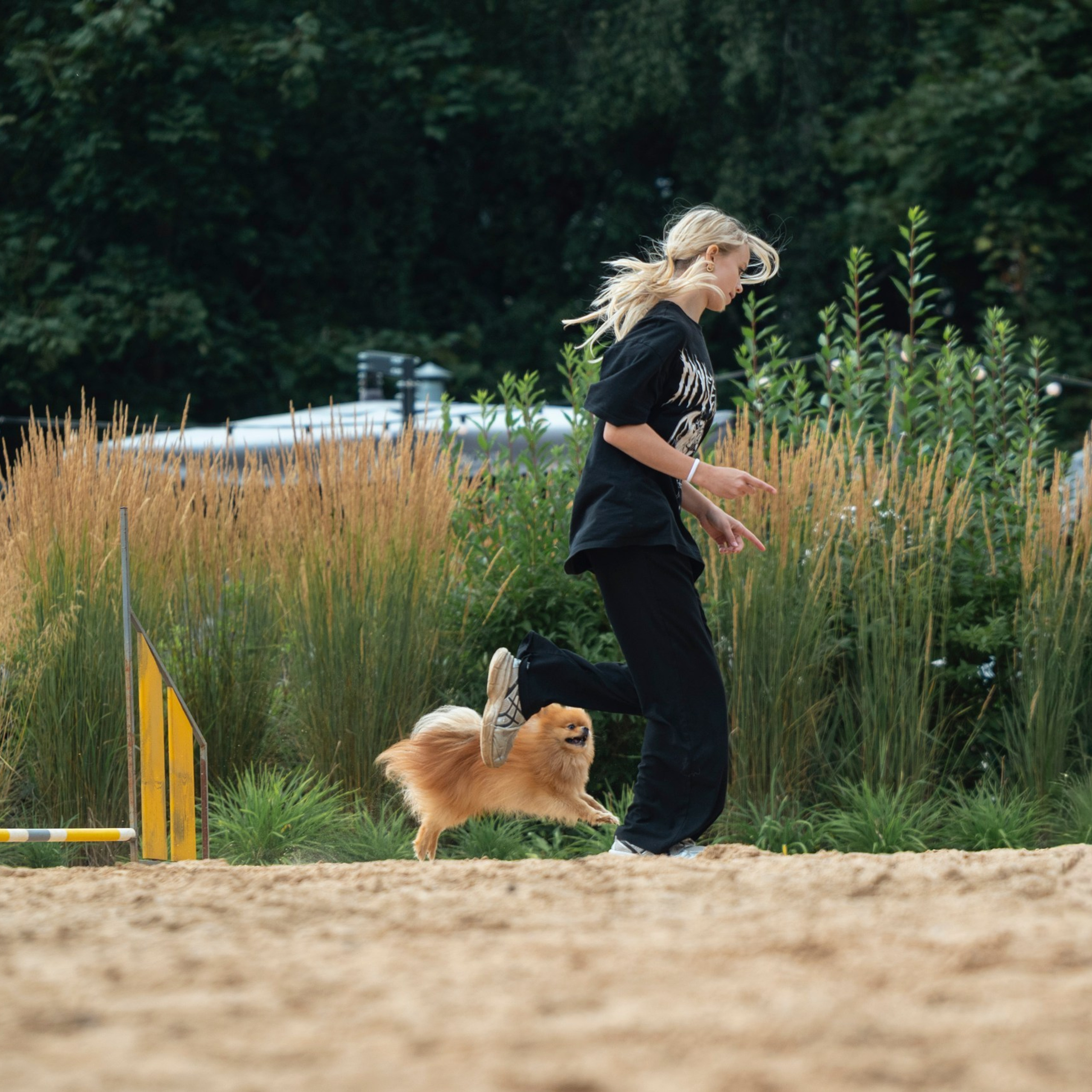 Pets Fest 08.08.2026. Фотосессия собак Минск, Борисов | Фотограф-анималист Арина RISHELL PHOTO