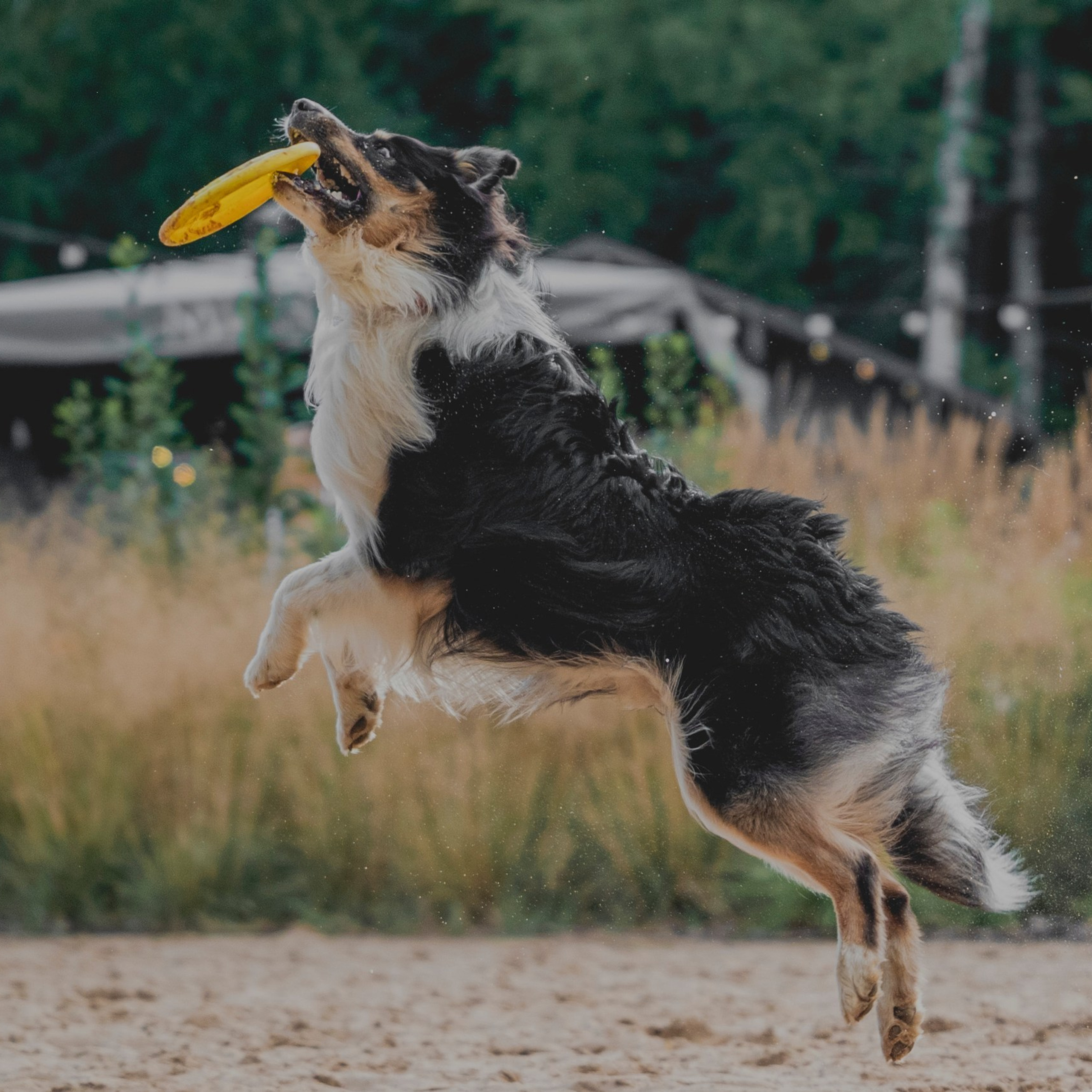Pets Fest 08.08.2026. Фотосессия собак Минск, Борисов | Фотограф-анималист Арина RISHELL PHOTO