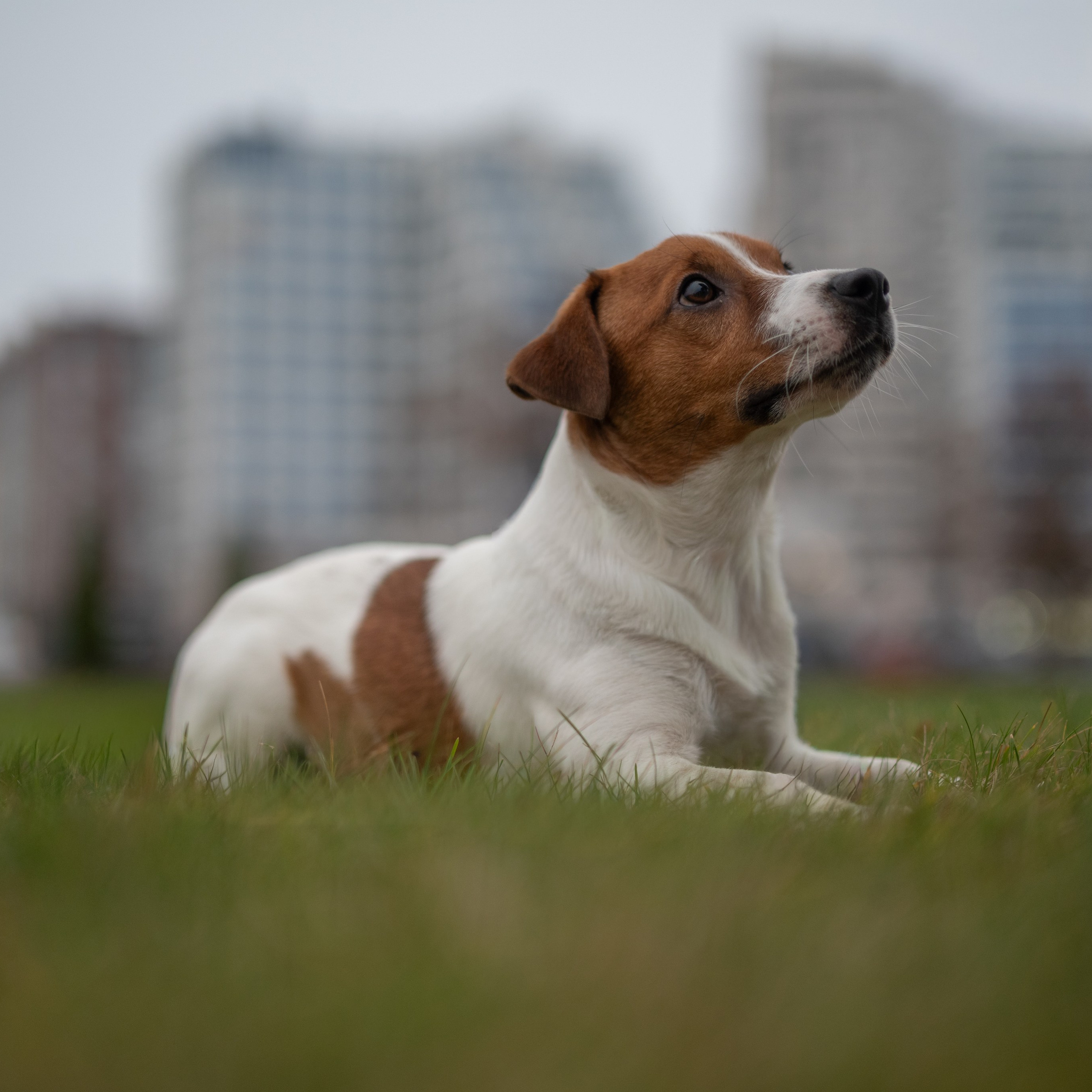 Цезарь — Минск — Ноябрь 2025. Фотограф — анималист RISHELL PHOTO