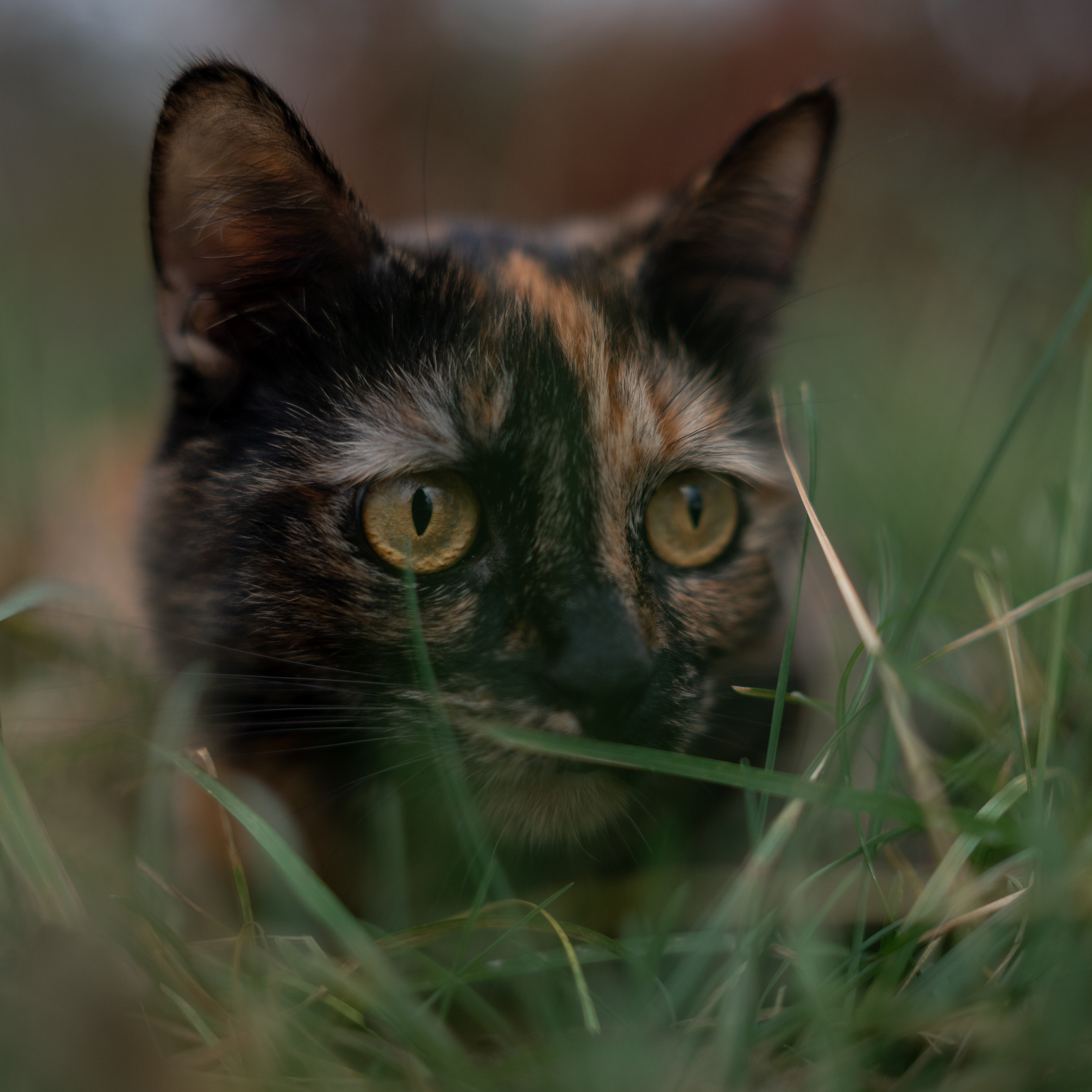 Стеша — Октябрь 2025. Фотограф — анималист RISHELL PHOTO