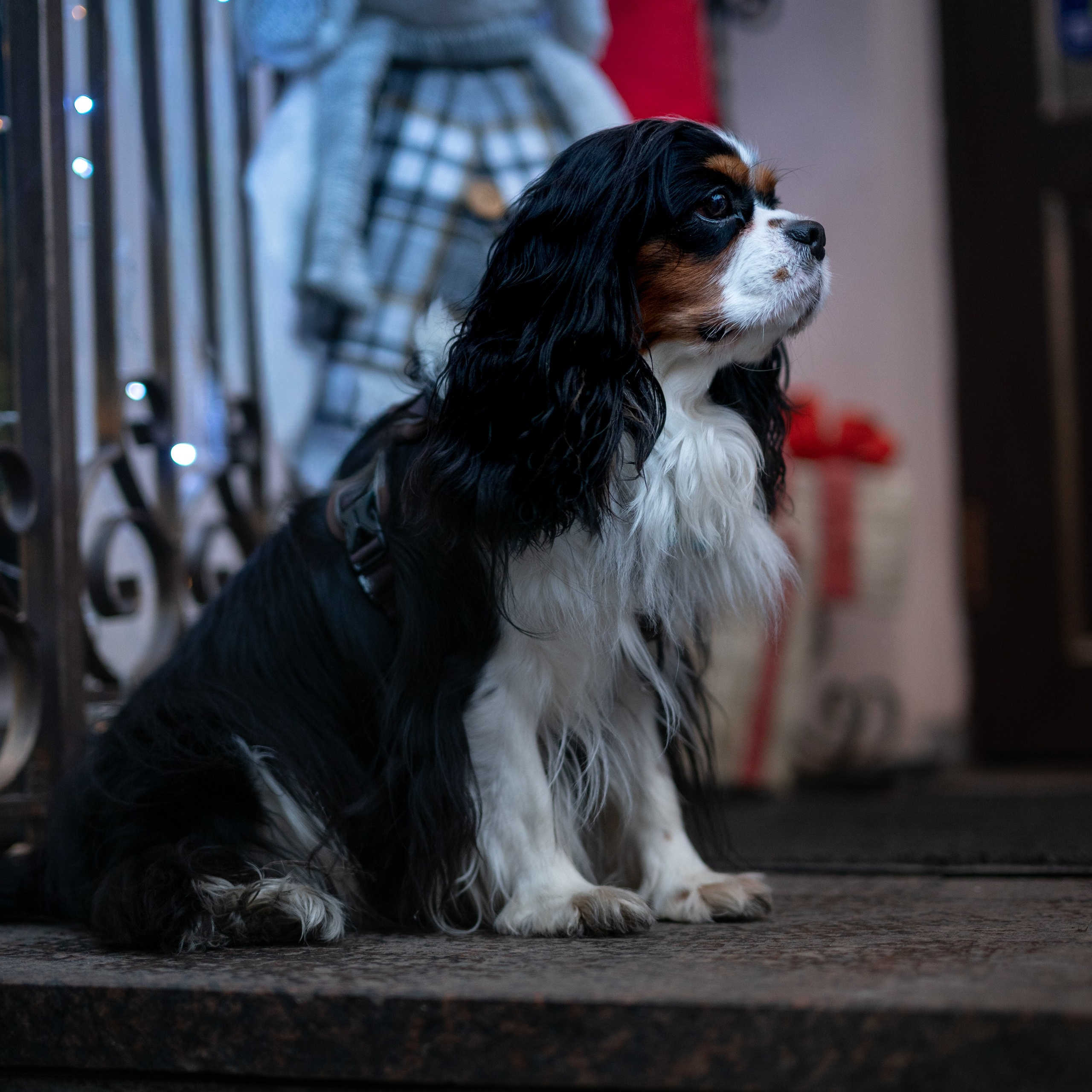 Арни — Минск — Ноябрь 2025. Фотограф — анималист RISHELL PHOTO