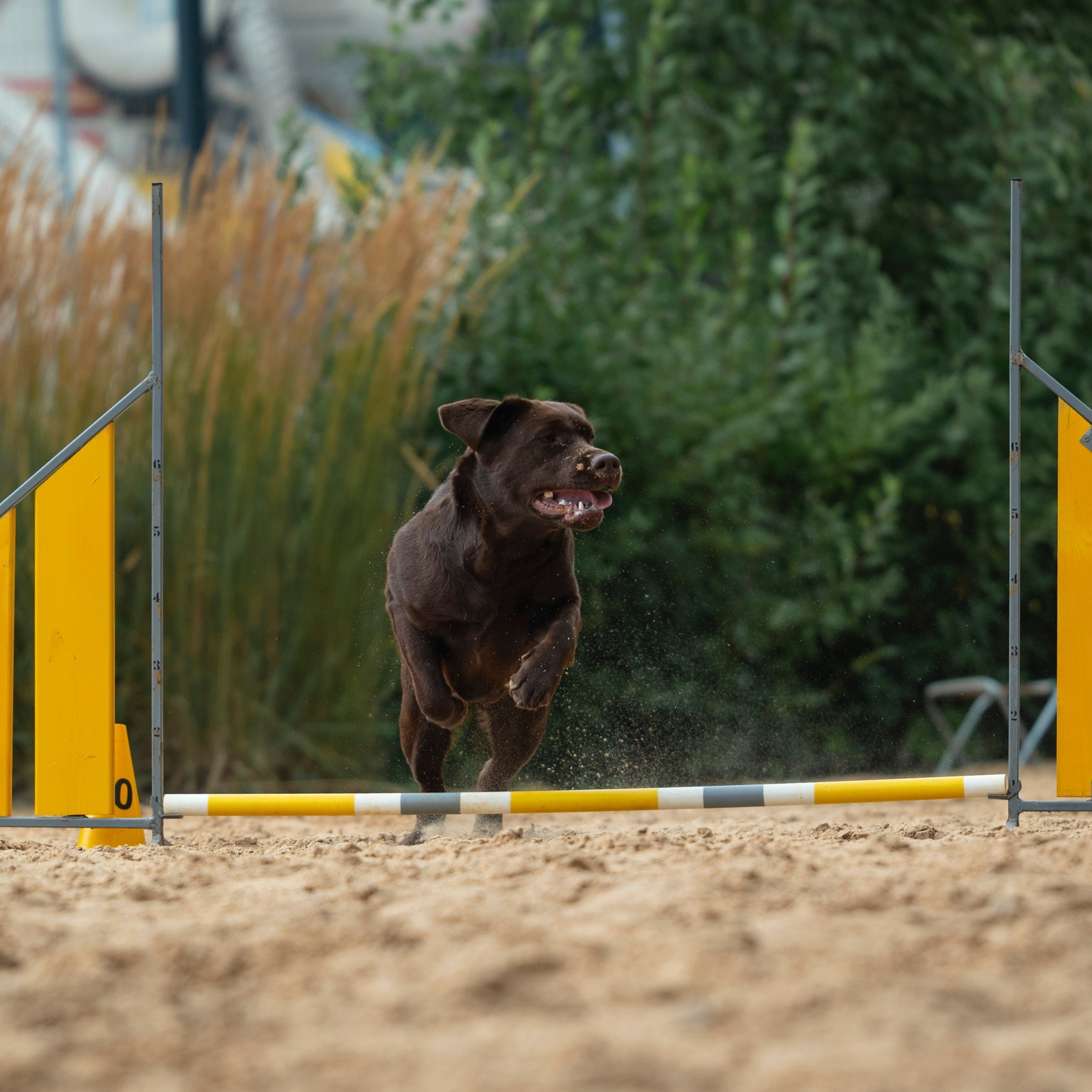 Pets Fest 08.08.2026. Фотосессия собак Минск, Борисов | Фотограф-анималист Арина RISHELL PHOTO