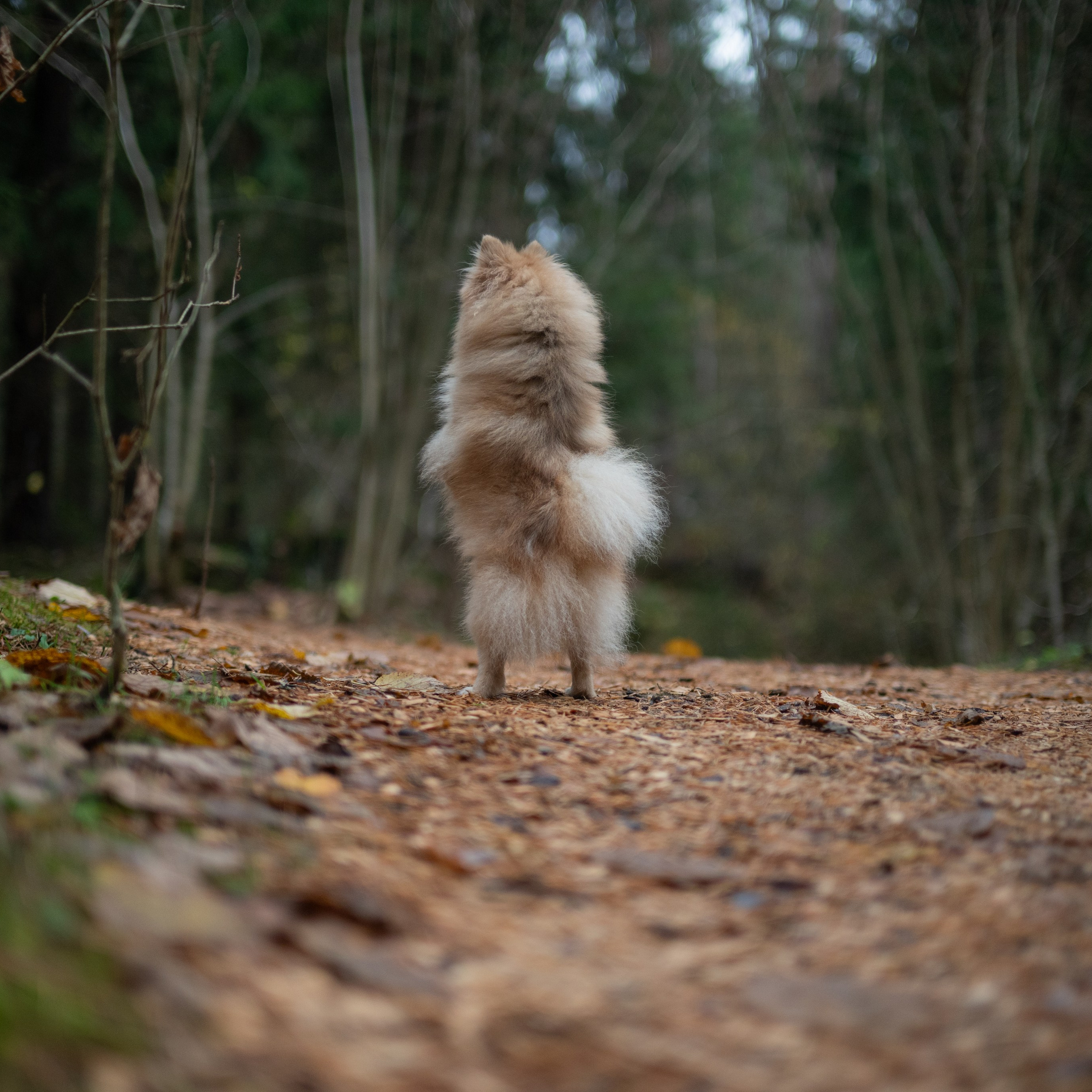 Мишель -Эко тропа — Борисов — Ноябрь 2025. Фотограф — анималист RISHELL PHOTO