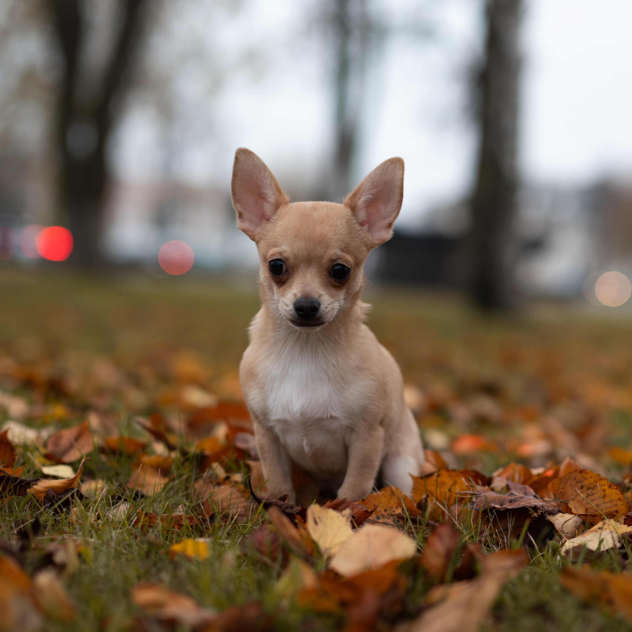 Тайсон — Октябрь 2025 — Борисов. Фотограф — анималист RISHELL PHOTO