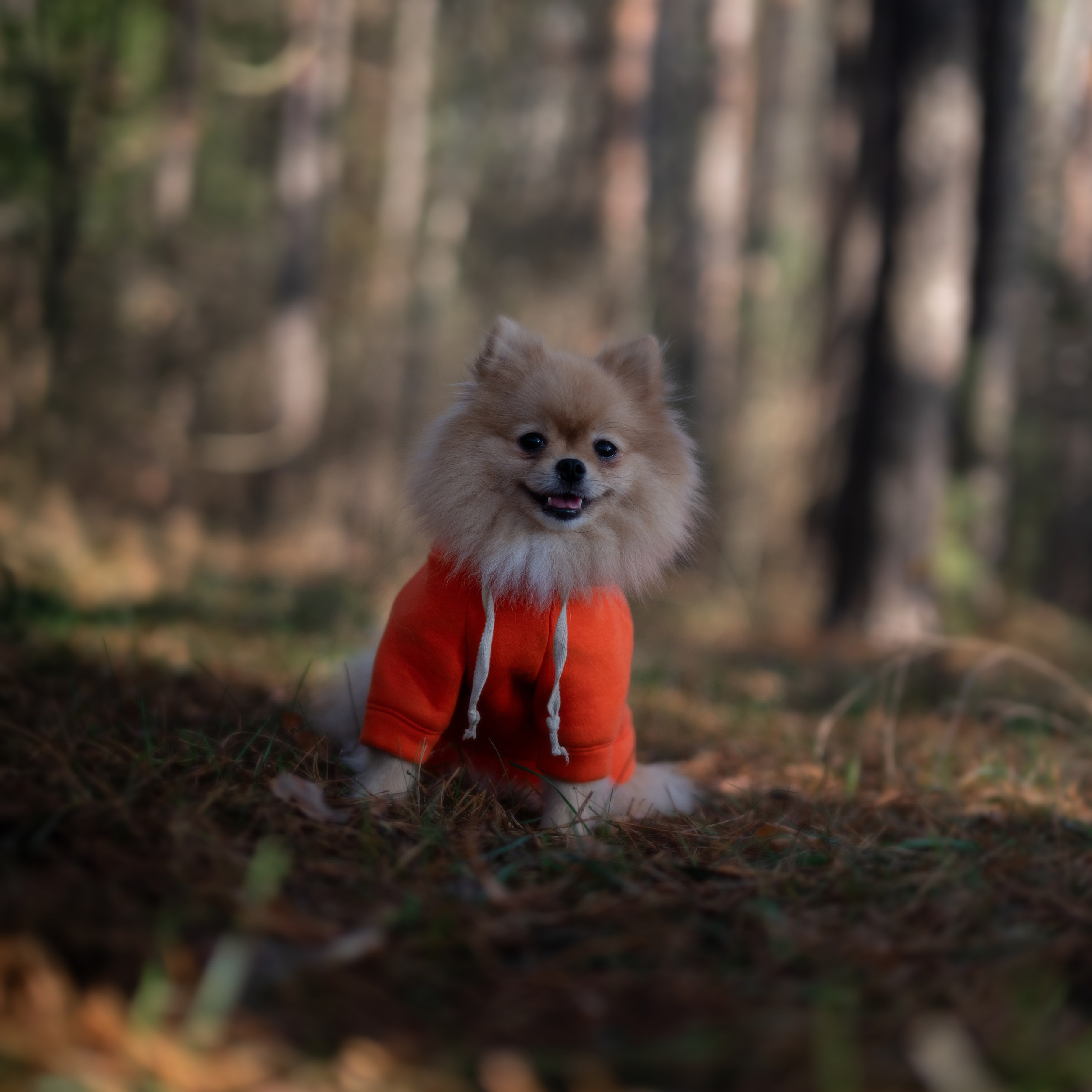 Мишель — Ноябрь 2025. Фотограф — анималист RISHELL PHOTO