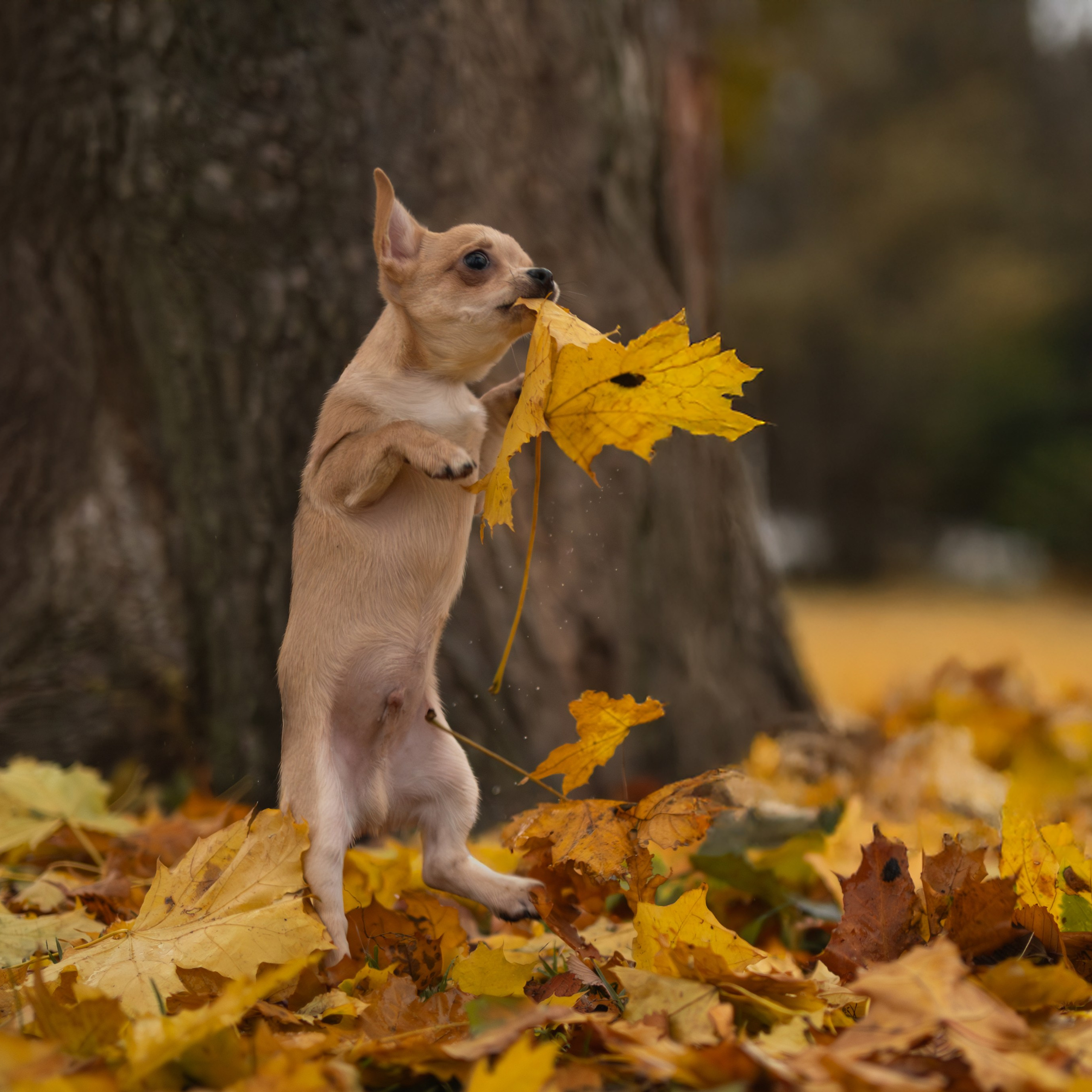 Тайсон — Октябрь 2025 — Борисов. Фотограф — анималист RISHELL PHOTO