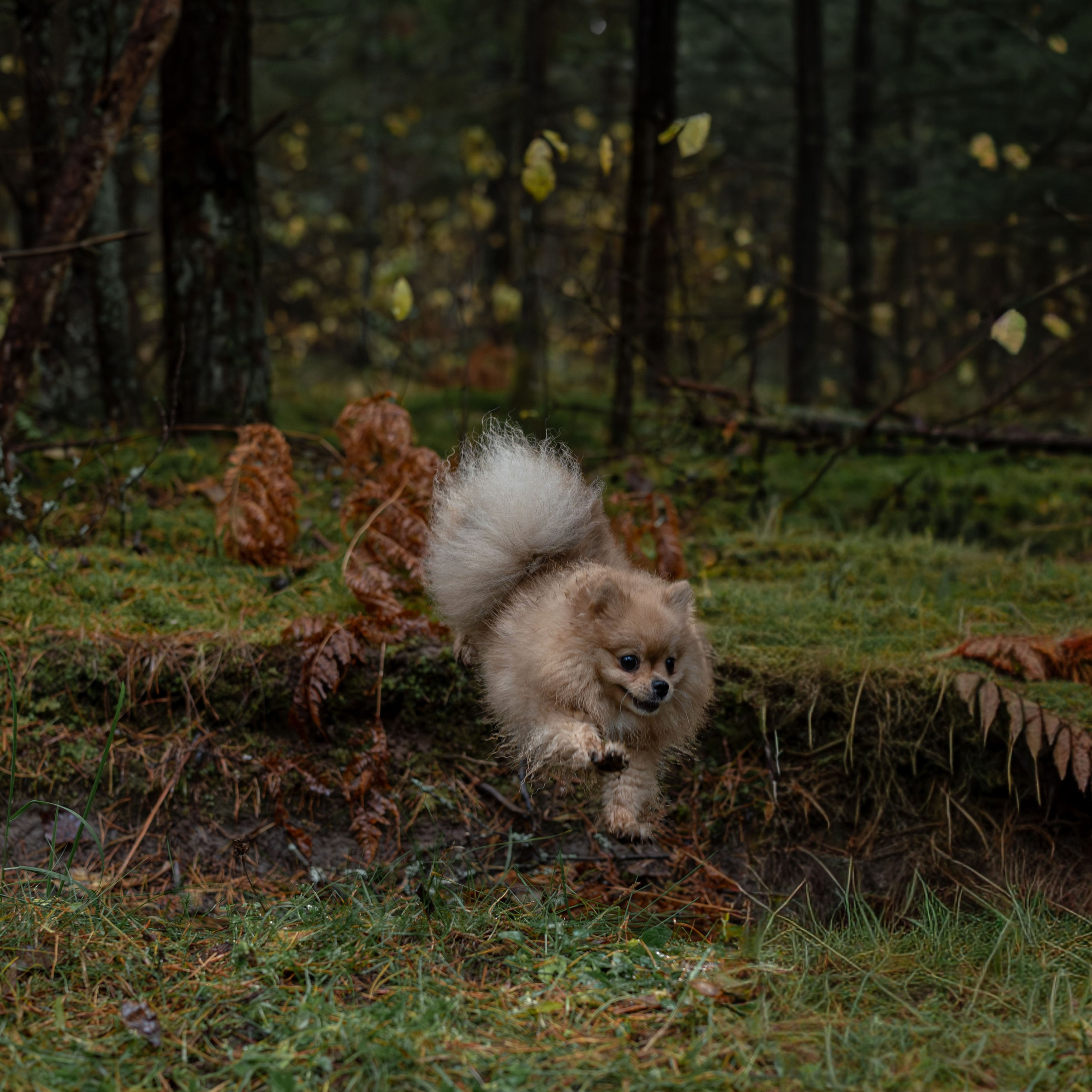 МИШЕЛЬ — Октябрь 2025. Фотограф — анималист RISHELL PHOTO