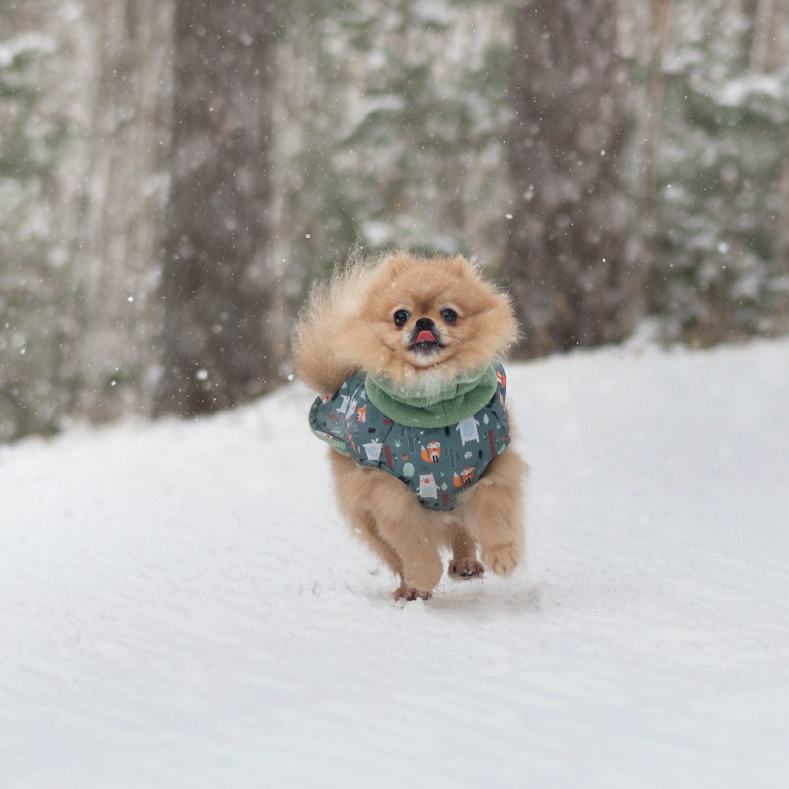 Мишель и Чарли — Декабрь 2025. Фотограф — анималист RISHELL PHOTO