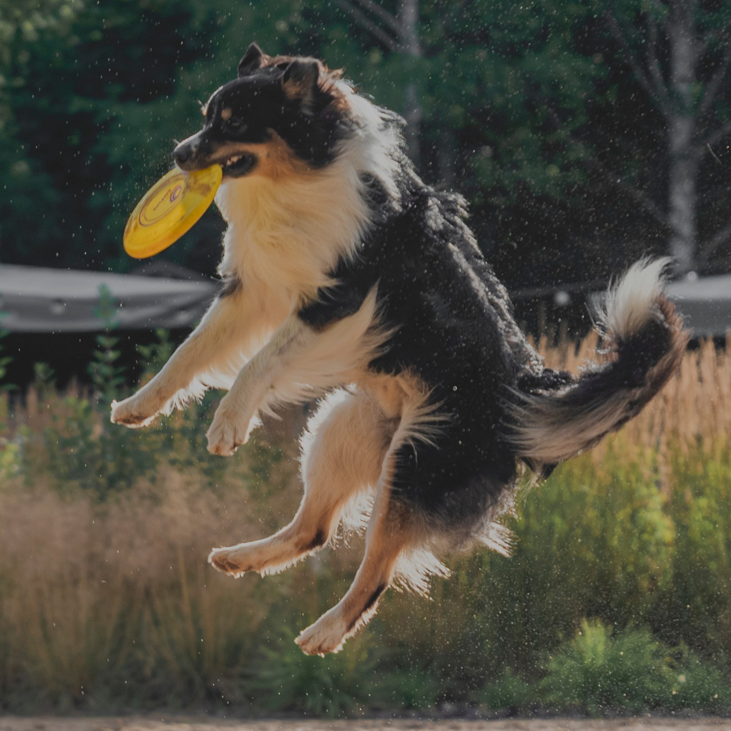 Pets Fest 08.08.2026. Фотосессия собак Минск, Борисов | Фотограф-анималист Арина RISHELL PHOTO