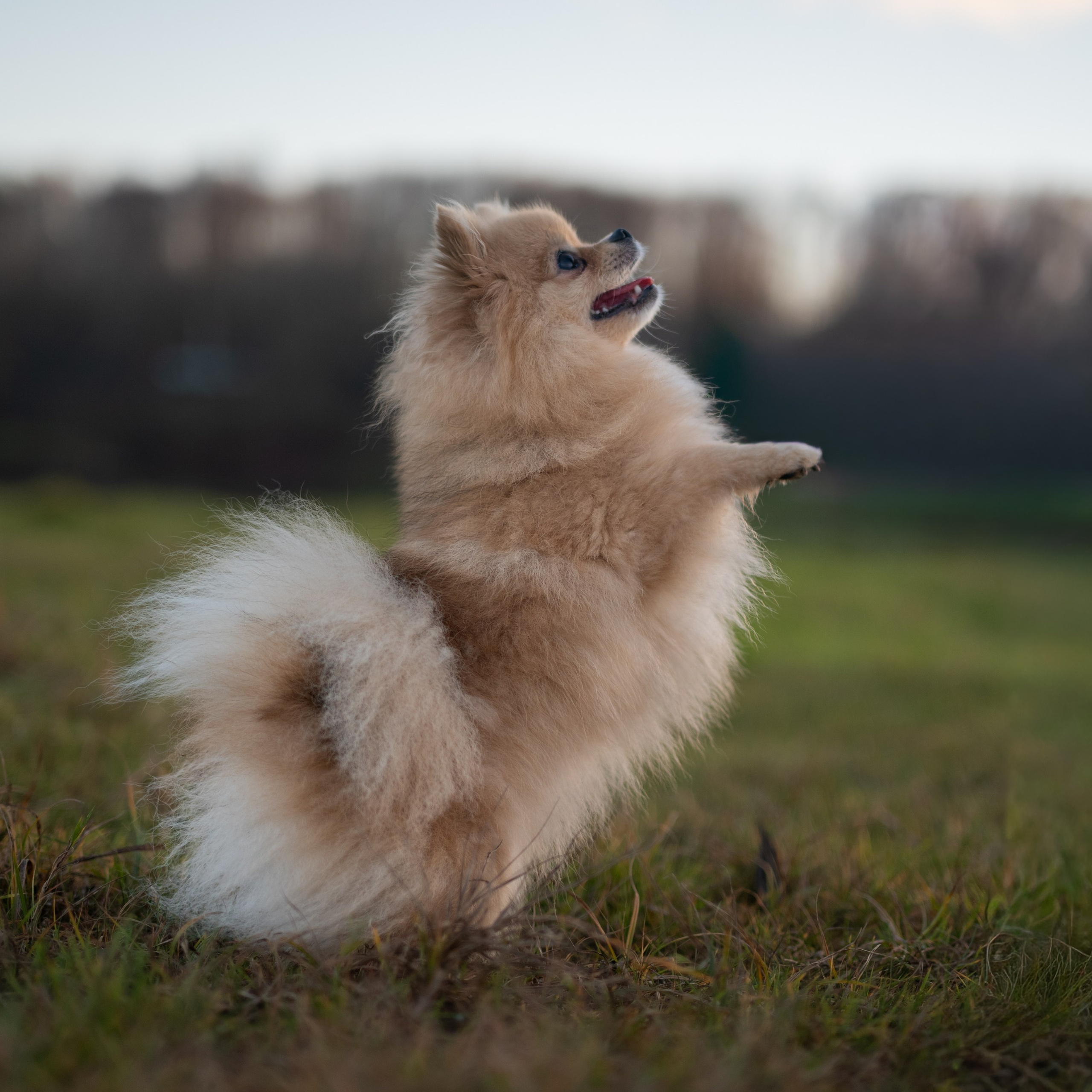 Убедитесь сами, как Мишель позирует словно профессиональная модель, демонстрируя грацию и непринужденность, свойственные породе померанский шпиц.