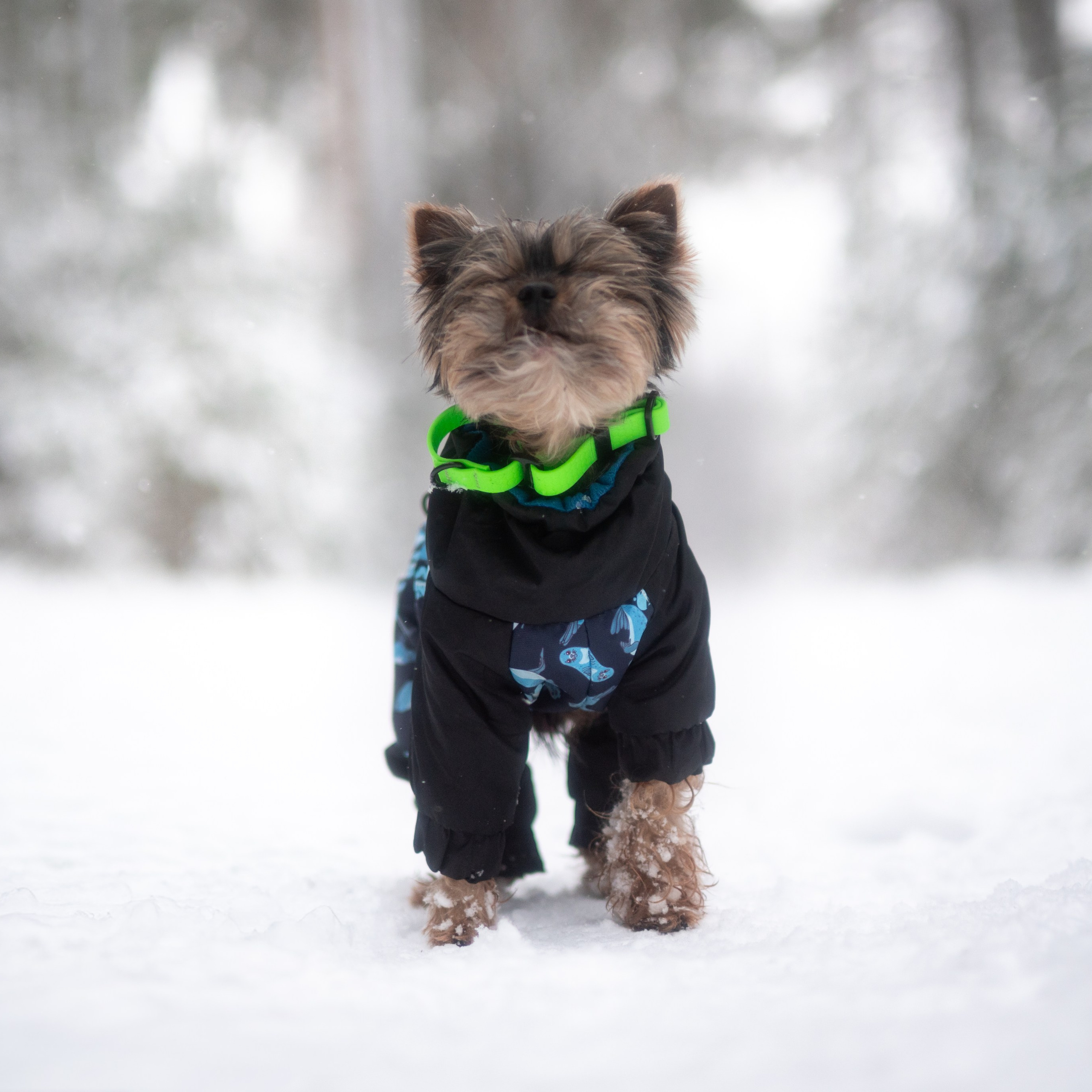 Мишель и Чарли — Декабрь 2025. Фотограф — анималист RISHELL PHOTO