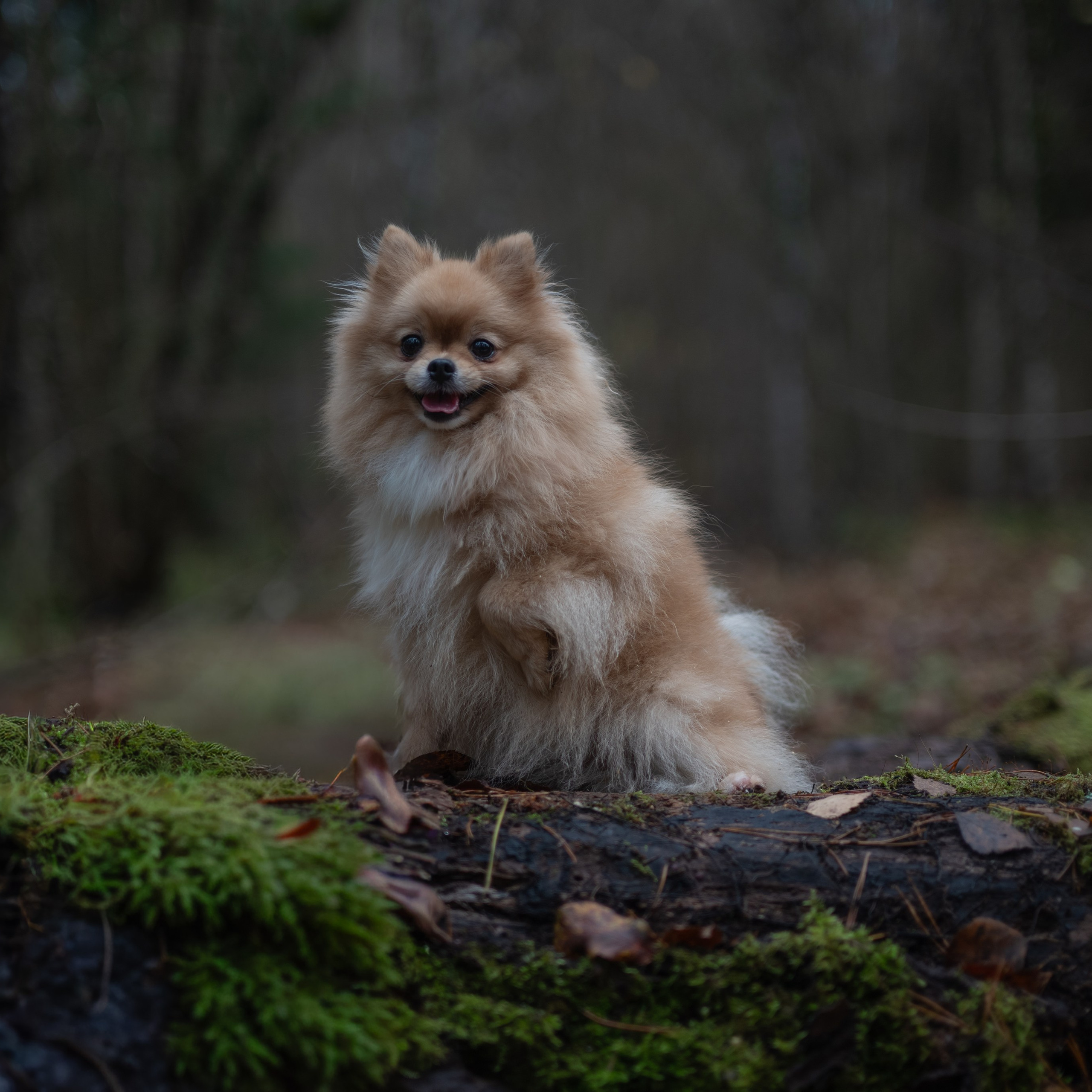 Мишель -Эко тропа — Борисов — Ноябрь 2025. Фотограф — анималист RISHELL PHOTO