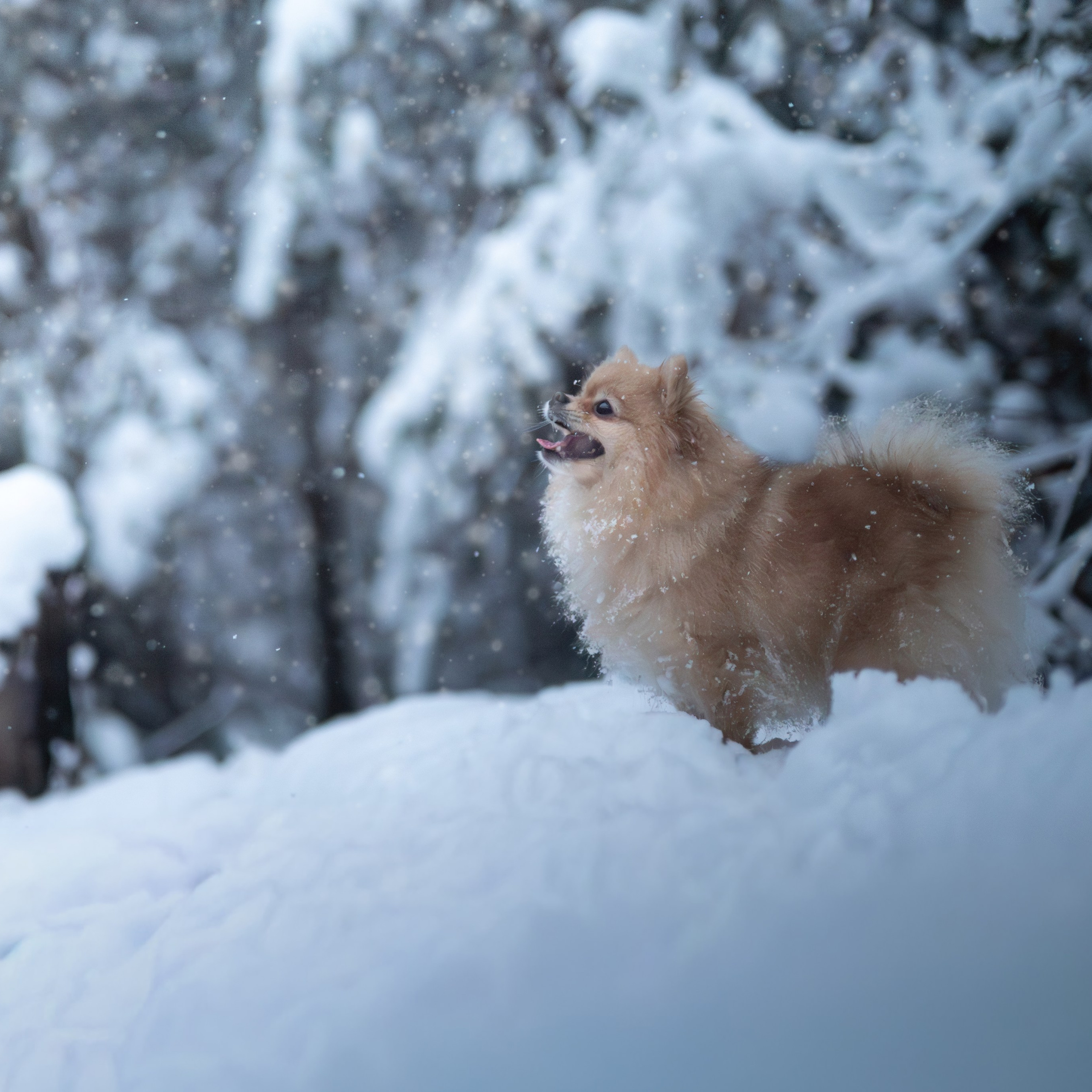 Первый снег — Ноябрь 2025. Фотограф — анималист RISHELL PHOTO