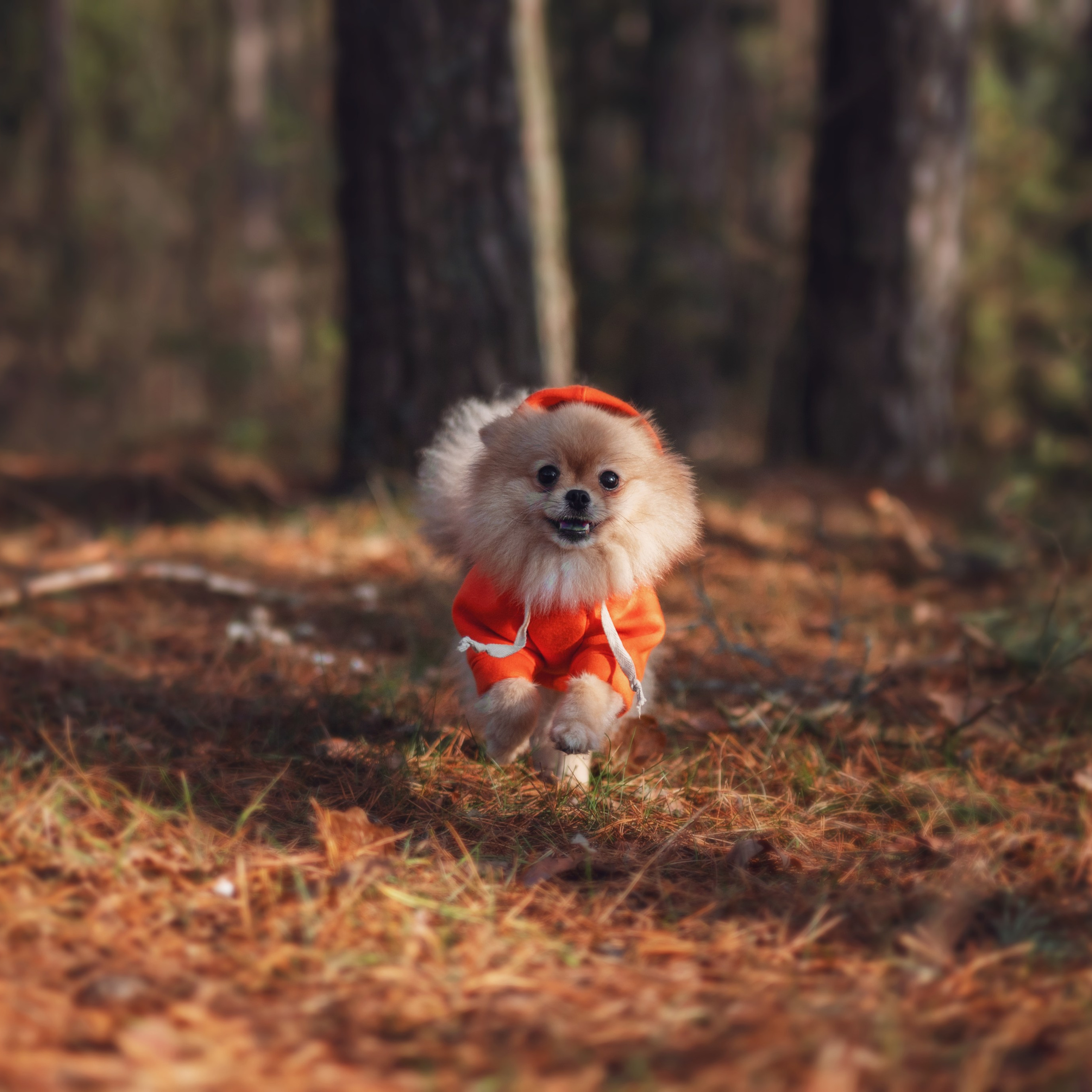 Мишель — Ноябрь 2025. Фотограф — анималист RISHELL PHOTO