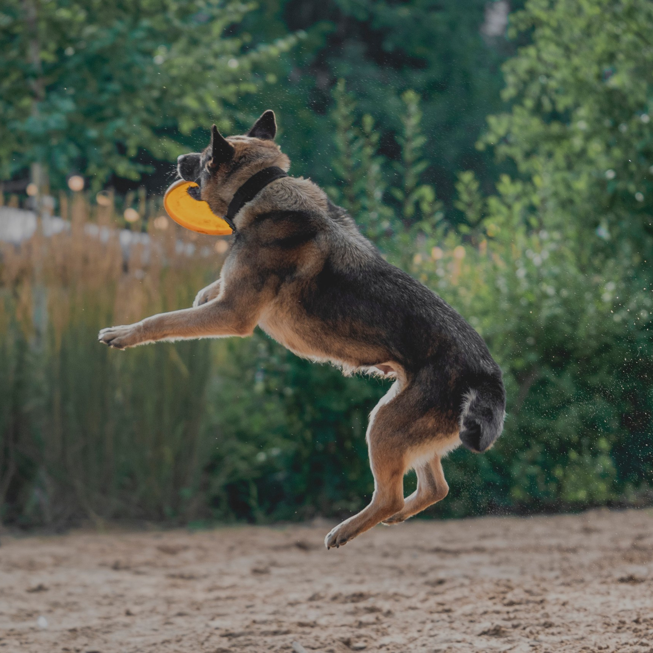 Pets Fest 08.08.2026. Фотосессия собак Минск, Борисов | Фотограф-анималист Арина RISHELL PHOTO