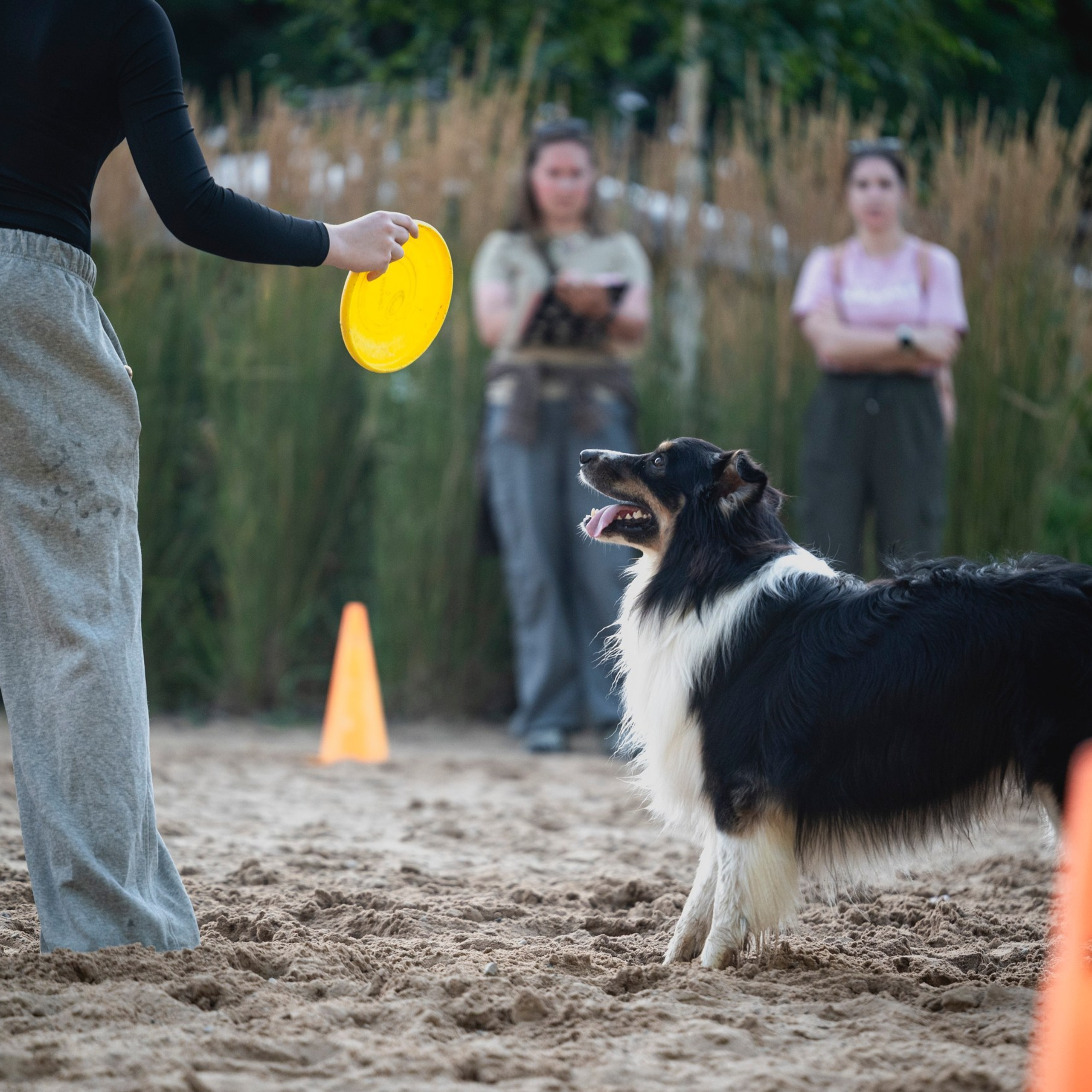 Pets Fest 08.08.2026. Фотосессия собак Минск, Борисов | Фотограф-анималист Арина RISHELL PHOTO