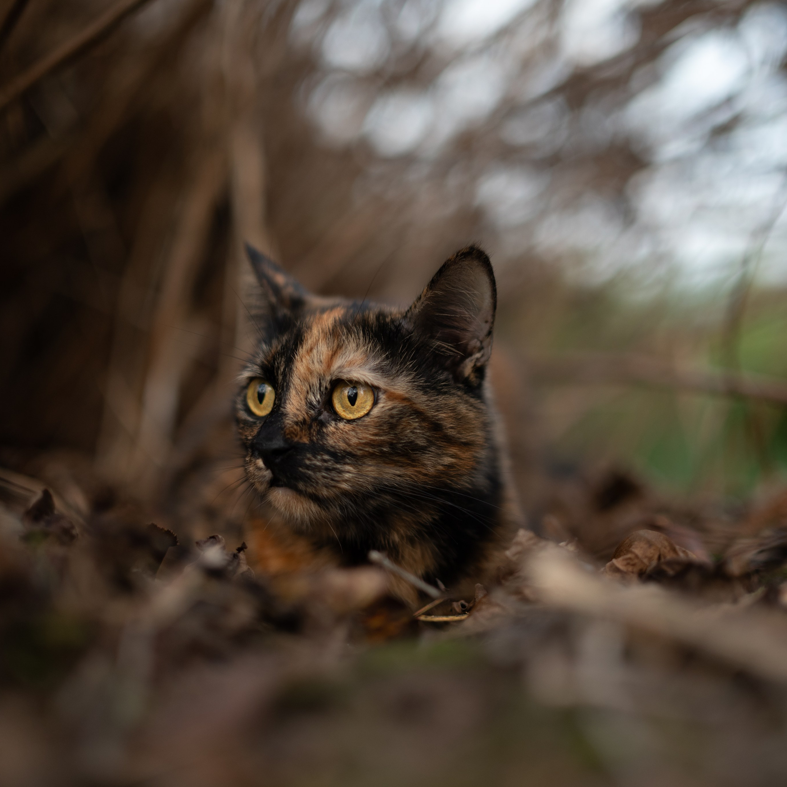 Стеша — Октябрь 2025. Фотограф — анималист RISHELL PHOTO