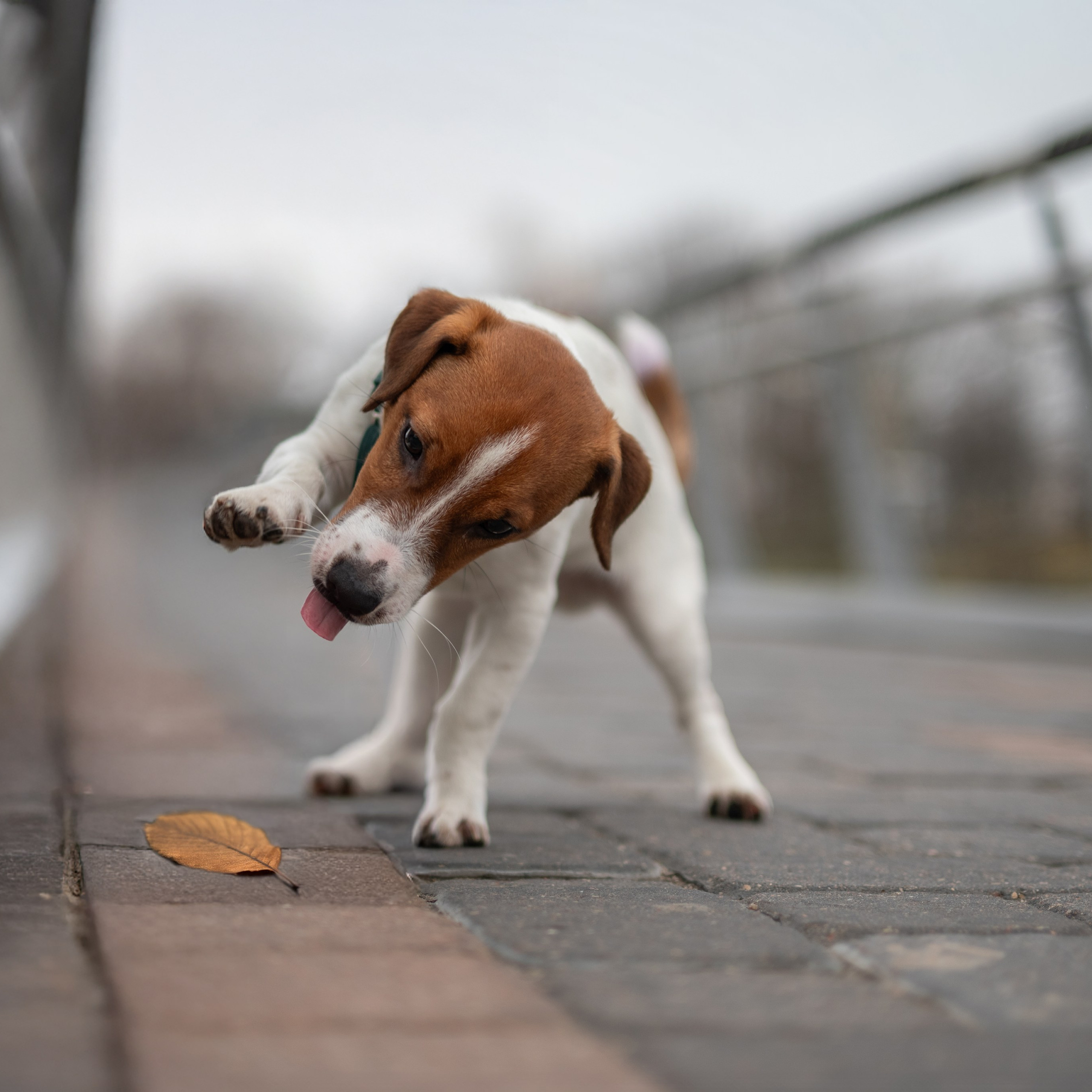 Цезарь — Минск — Ноябрь 2025. Фотограф — анималист RISHELL PHOTO