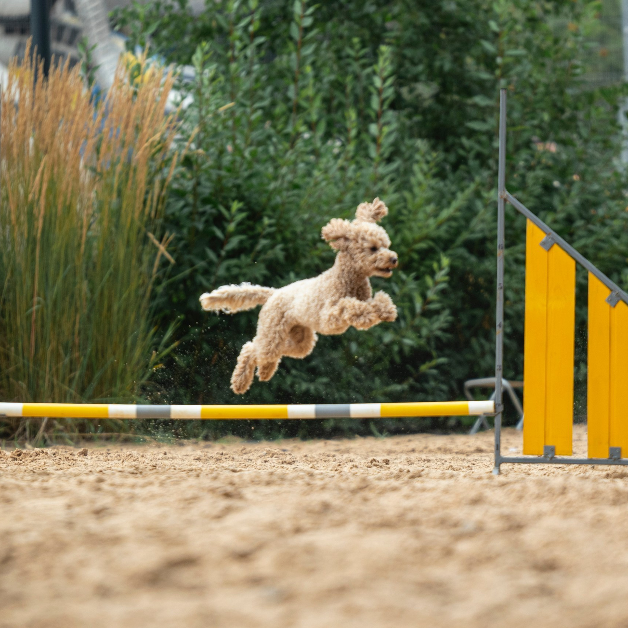 Pets Fest 08.08.2026. Фотосессия собак Минск, Борисов | Фотограф-анималист Арина RISHELL PHOTO