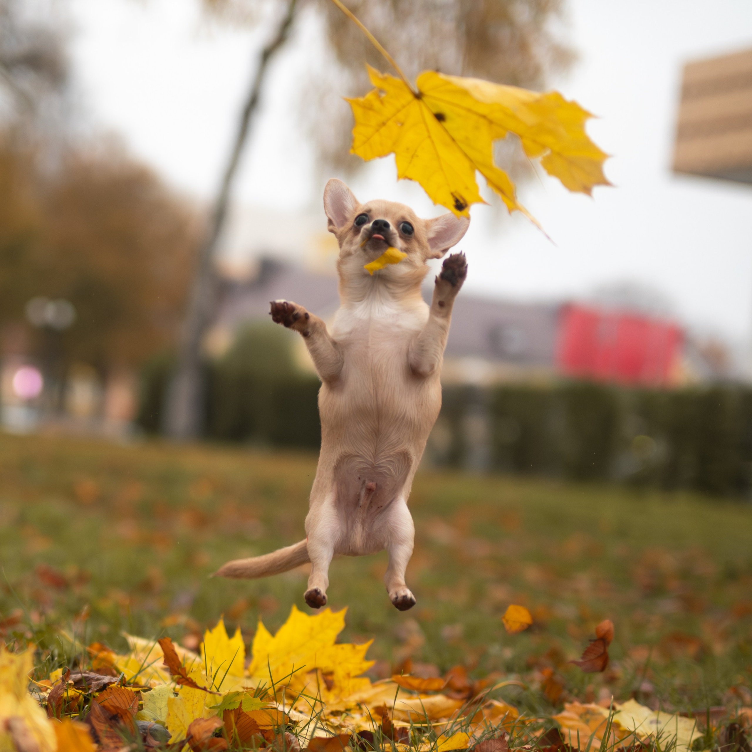 Тайсон — Октябрь 2025 — Борисов. Фотограф — анималист RISHELL PHOTO